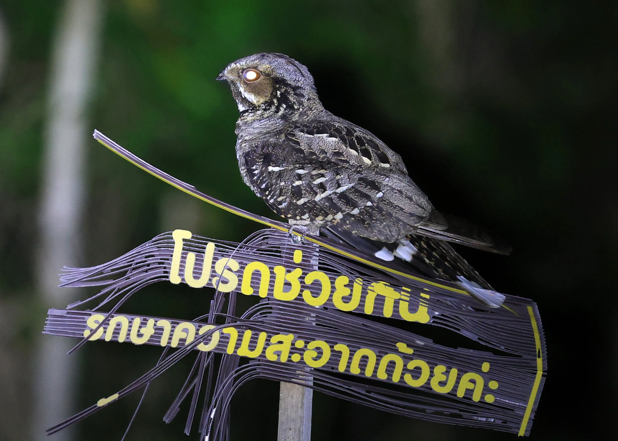 Large-tailed nightjar (Caprimulgus macrurus) Khao Yai National Park Thailand Feb 2026 Day 4 (14).jpg