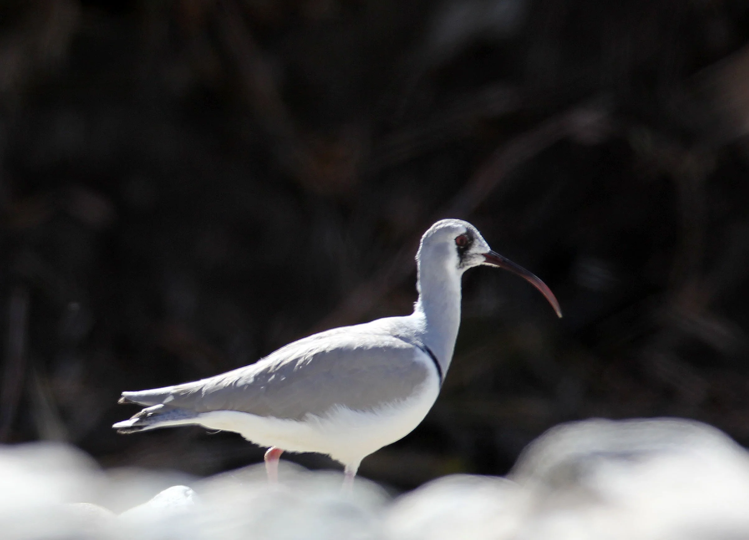 BIRD - IBISBILL - HEMIS NATIONAL PARK - LADAKH INDIA - JAMMU & KASHMIR NEAR LEH (115).JPG