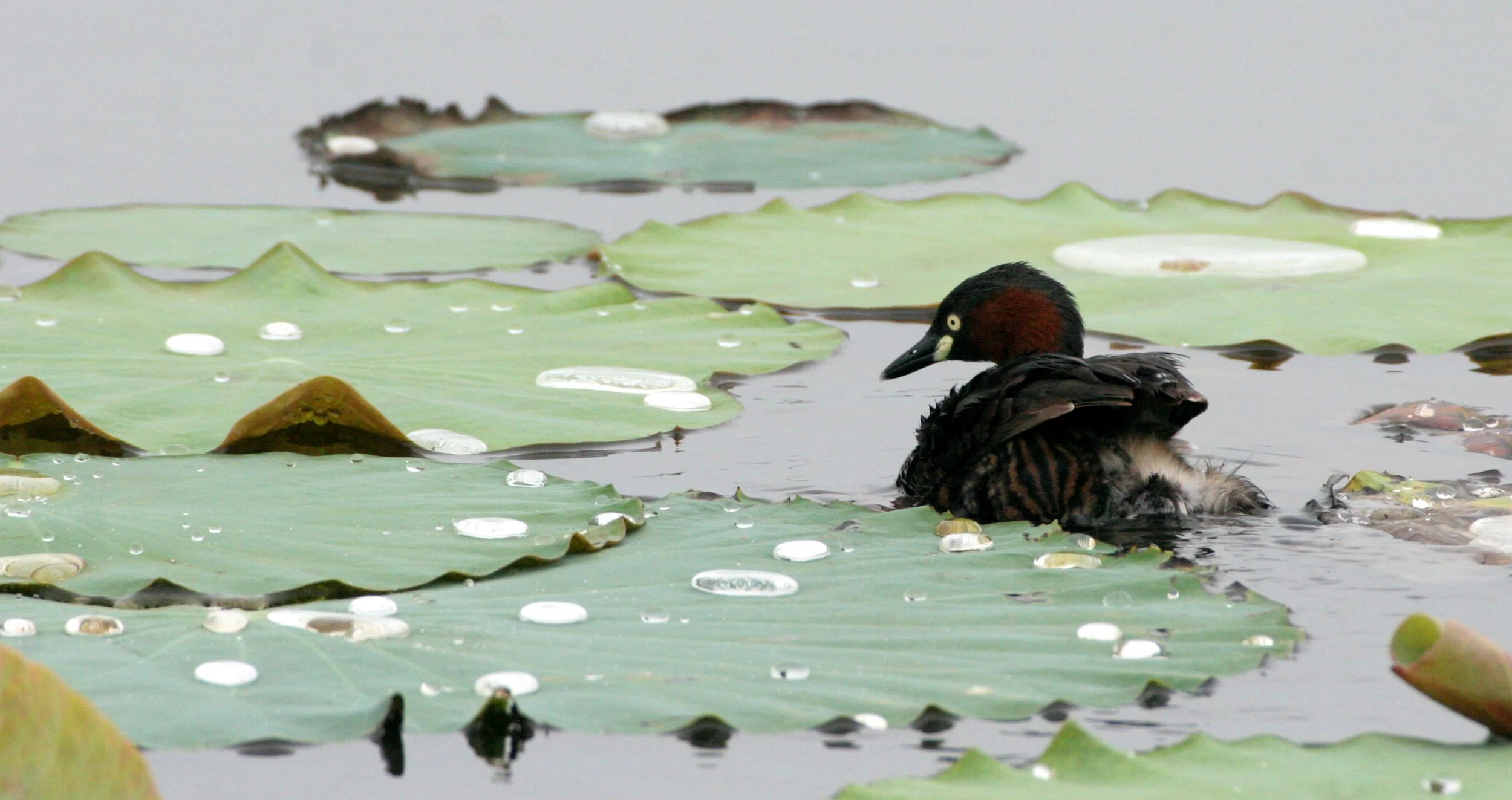 Little Grebe (Tachybaptus ruficollis) Bueng Boraphet Wetlands Nakhon Sawan Thailand (13).JPG