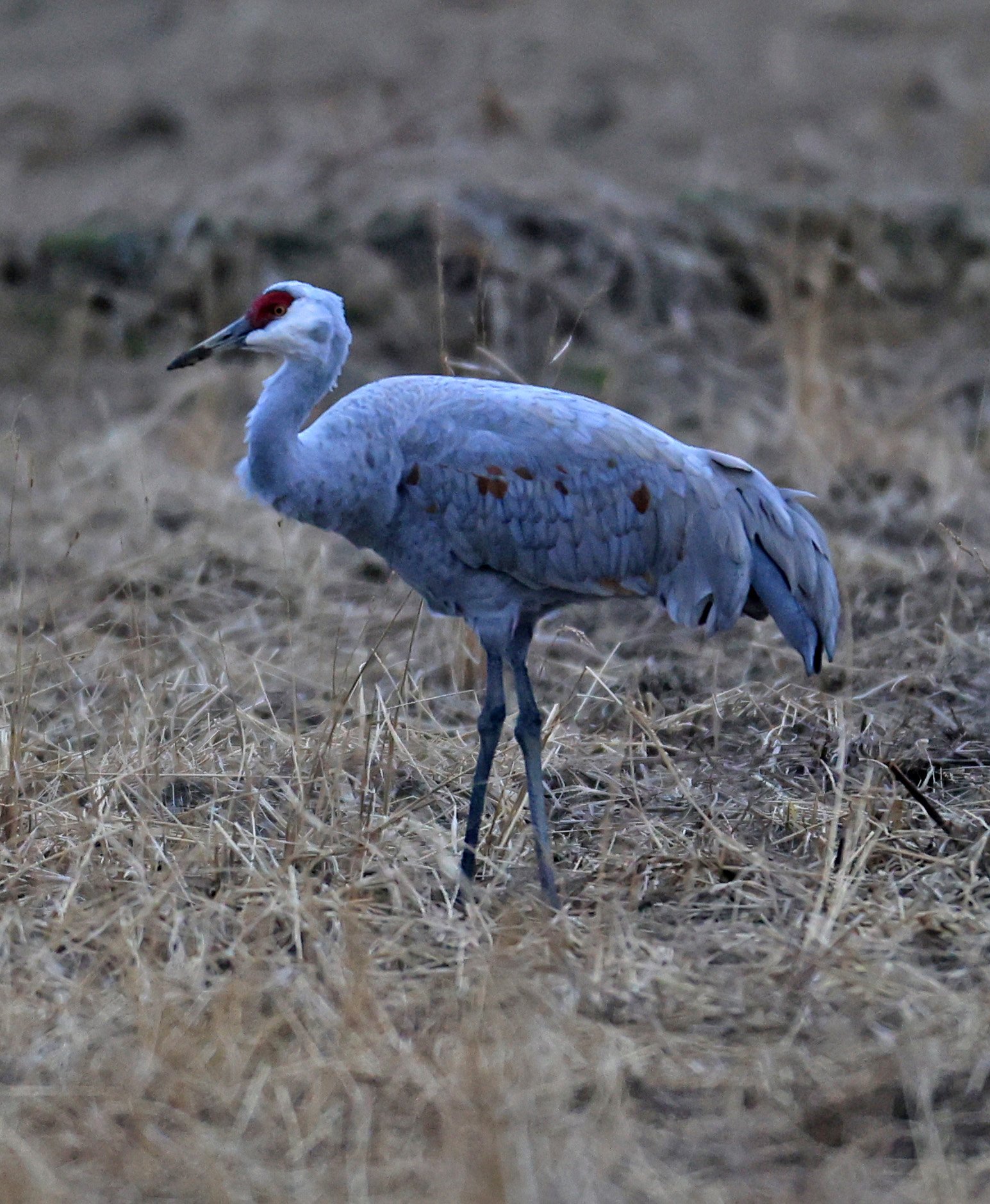 Sandhill Crane (Antigone canadensis) Izumi Crane Park & Center, Izumi Kagoshima Kyushu Japan 