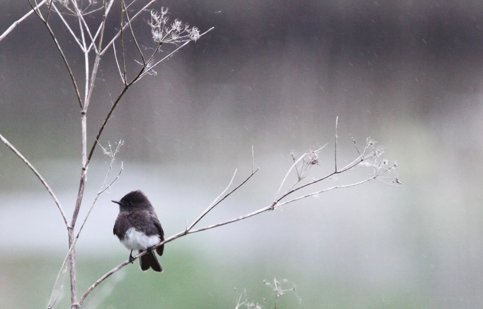 BIRD - PHOEBE - BLACK PHOEBE - HUMBOLDT WETLANDS RESERVE CALIFORNIA (5).JPG