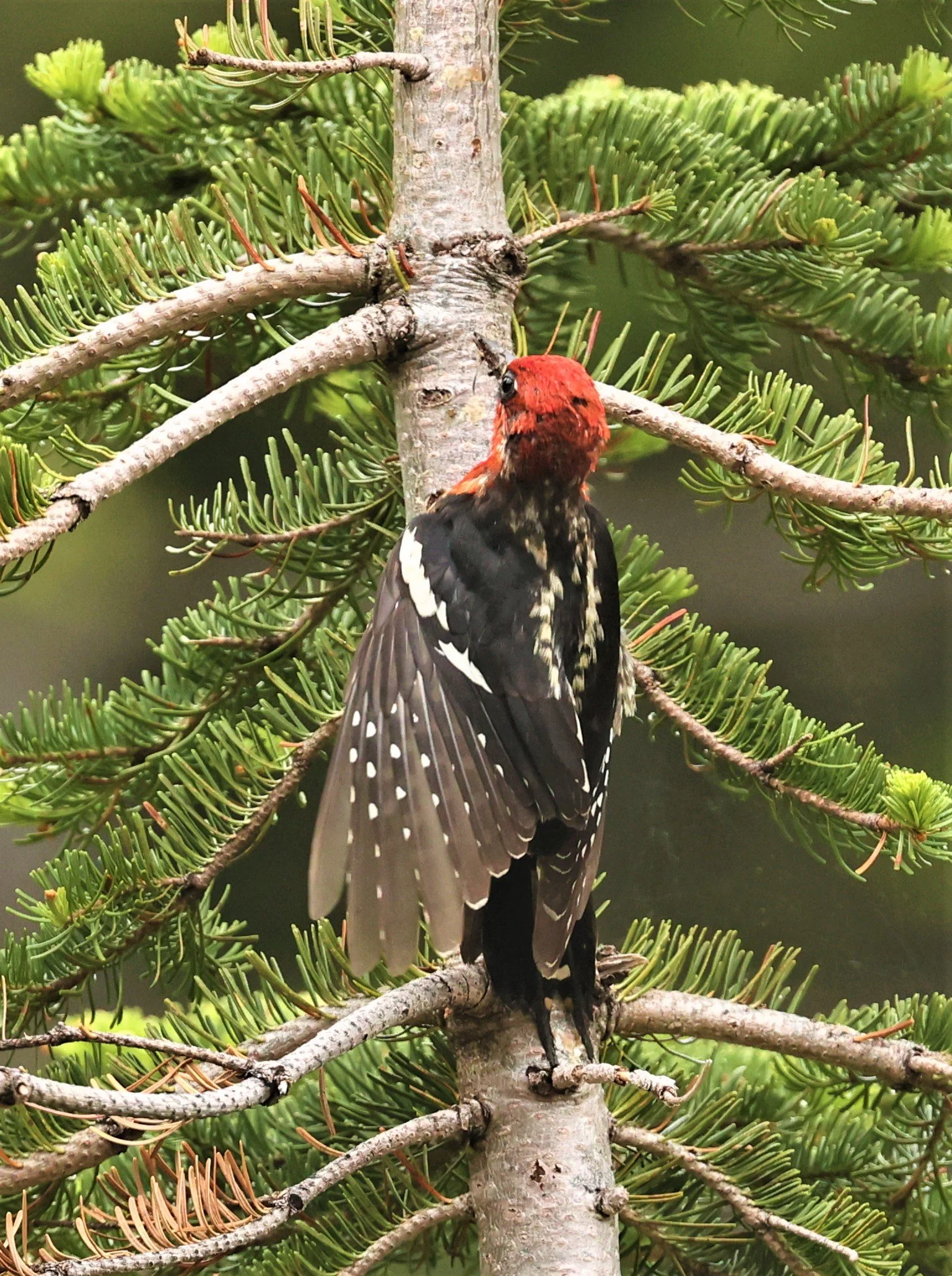 Sphyrapicus ruber - RED-BREASTED SAPSUCKER - MOUNT RAINIER NATIONAL PARK WASHINGTON (11).jpg
