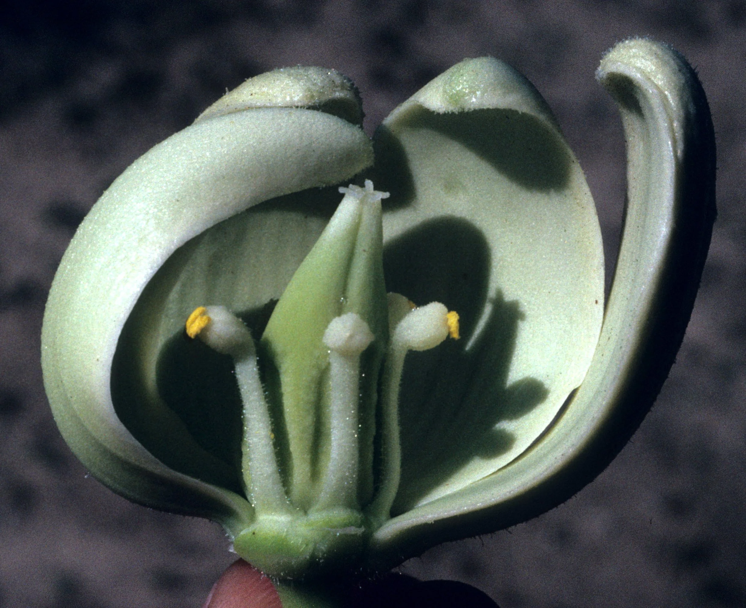 MOJAVE - LILIACEAE - YUCCA BREVIFOLIA - JOSHUA TREE FLOWER.jpg