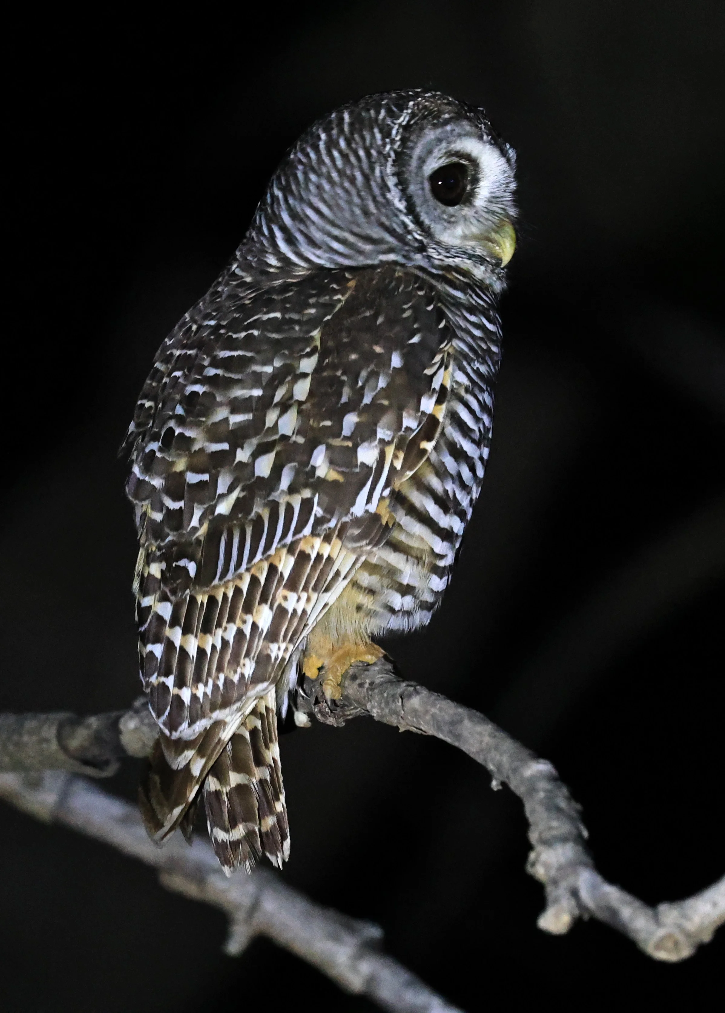 Chaco Owl (Strix chacoensis) Reserva Nueland  Selva Serena (22).jpg