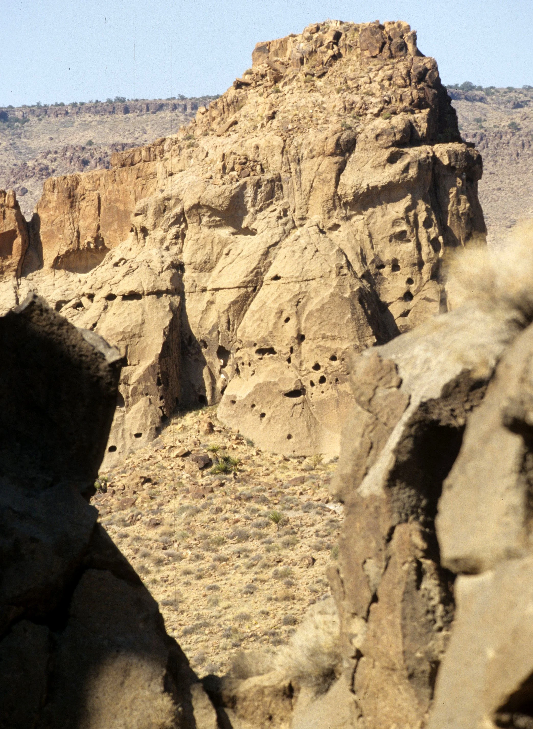 ORGAN PIPE CACTUS NP A.jpg