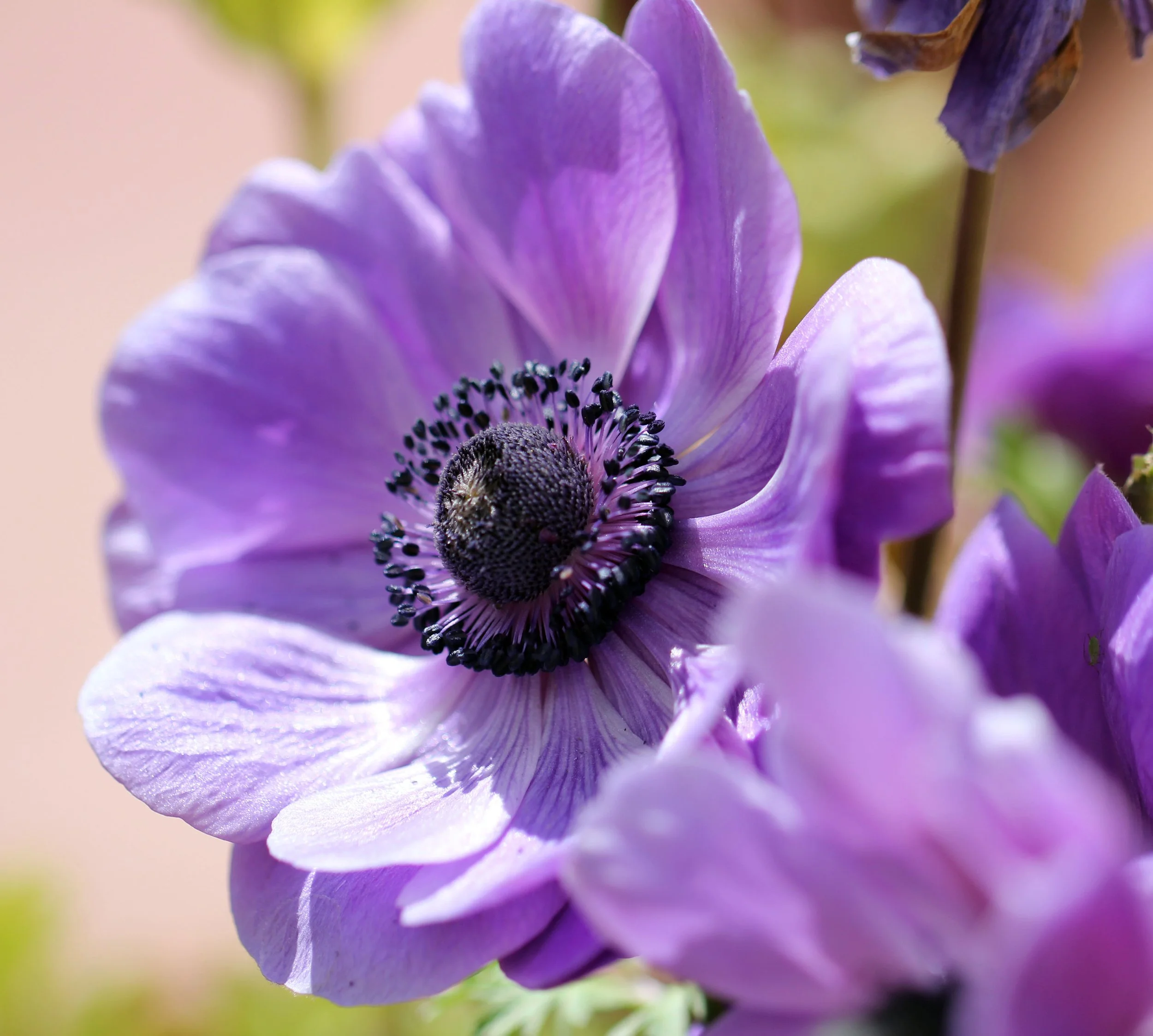 LEH, LADAKH INDIA - SNOW LEOPARD EXPEDITION (35).JPG