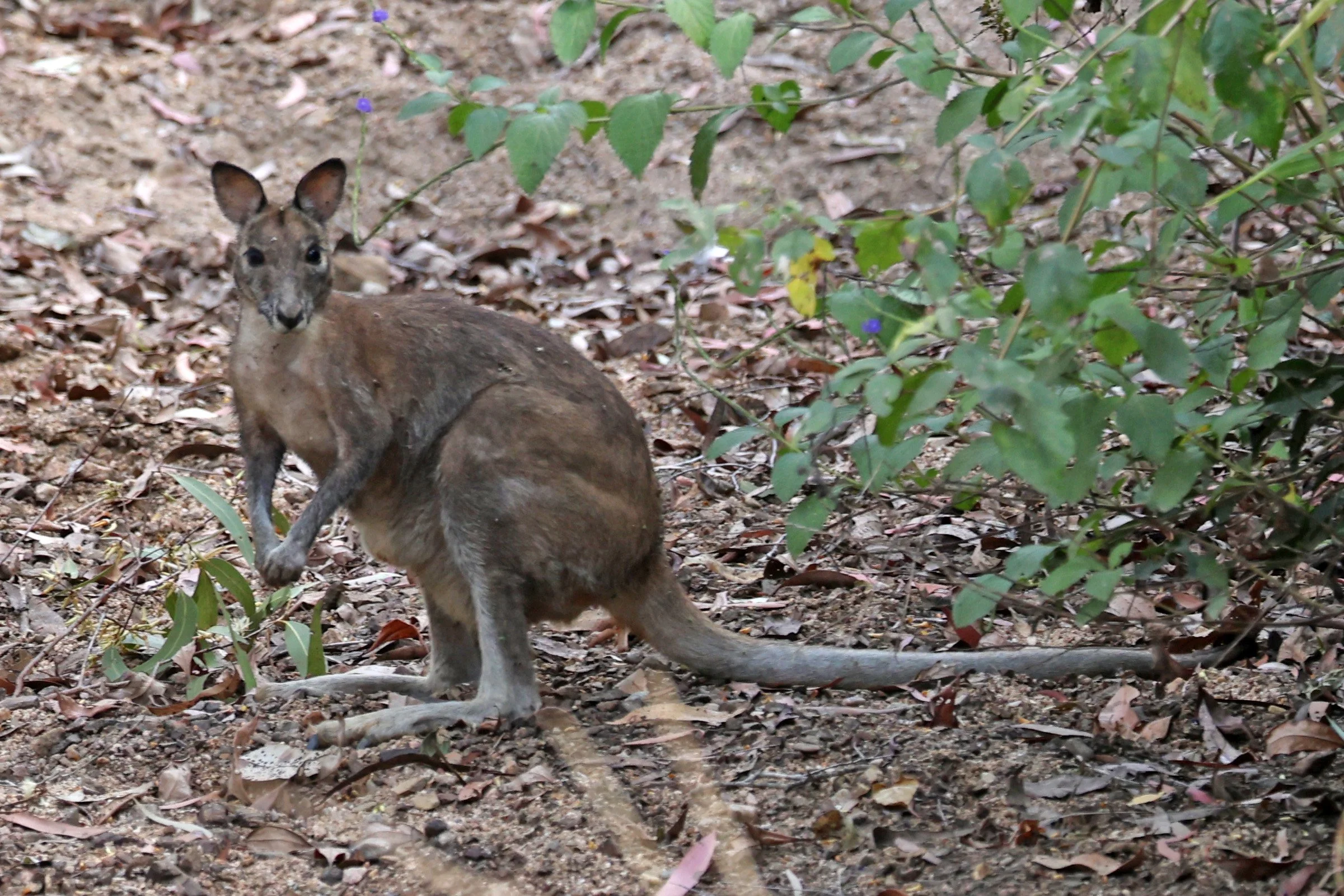 Agile Wallaby (Notamacropus agilis jardinii) Davies Creek NP - Queensland 