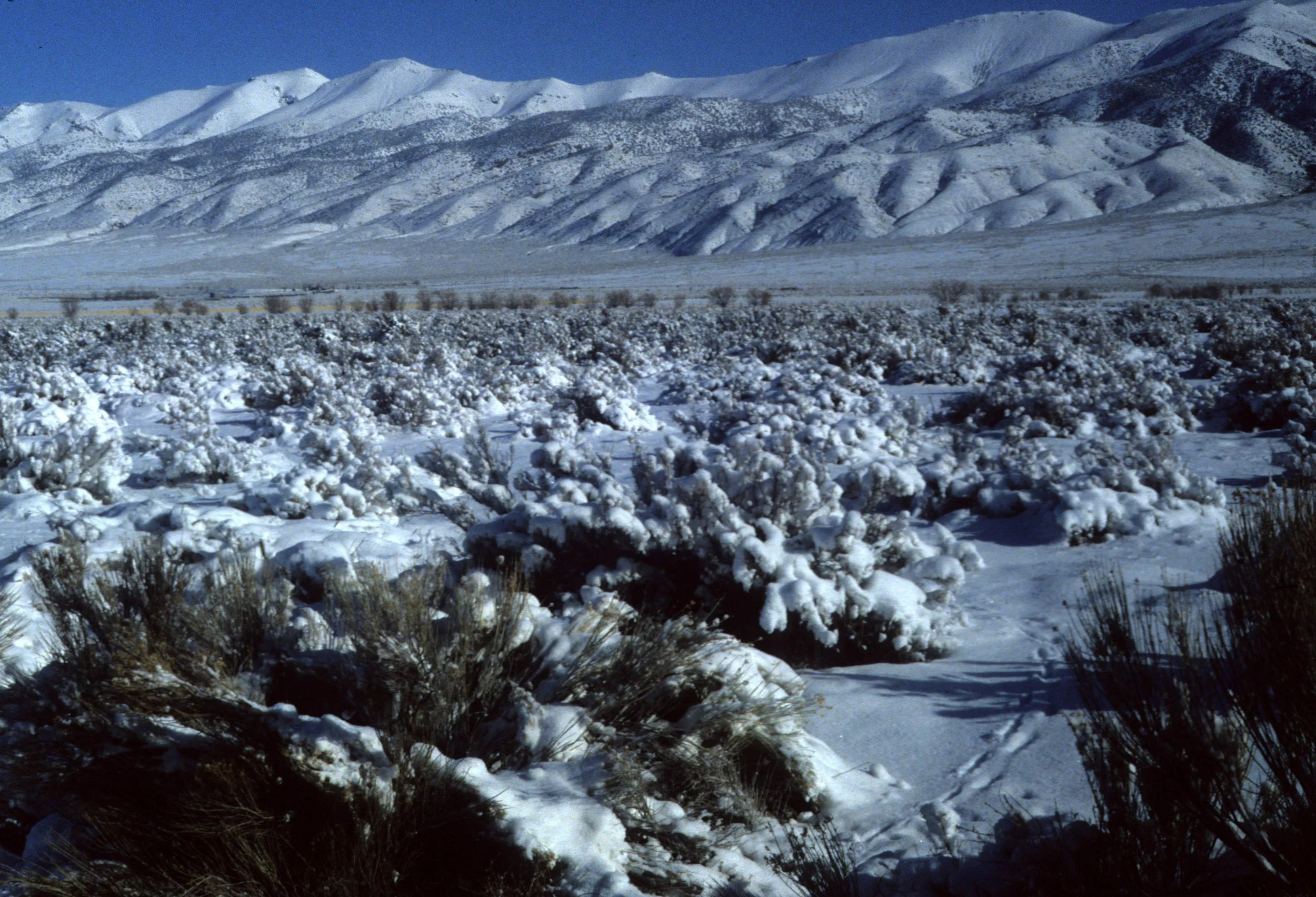 GREAT BASIN NP - IN WINTER.jpg