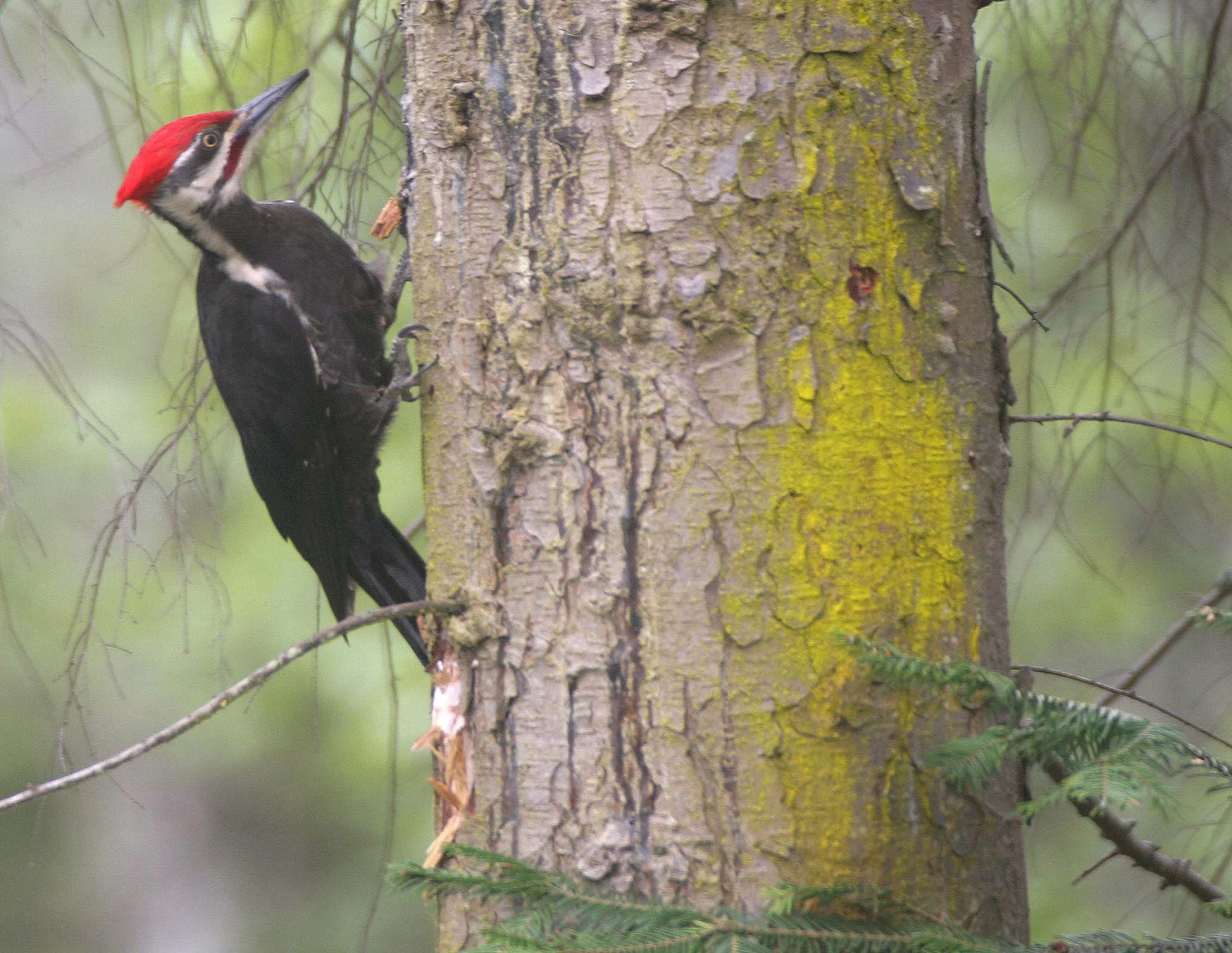BIRD - WOODPECKER - PILEATED WOODPECKER - GASMAN (16).jpg