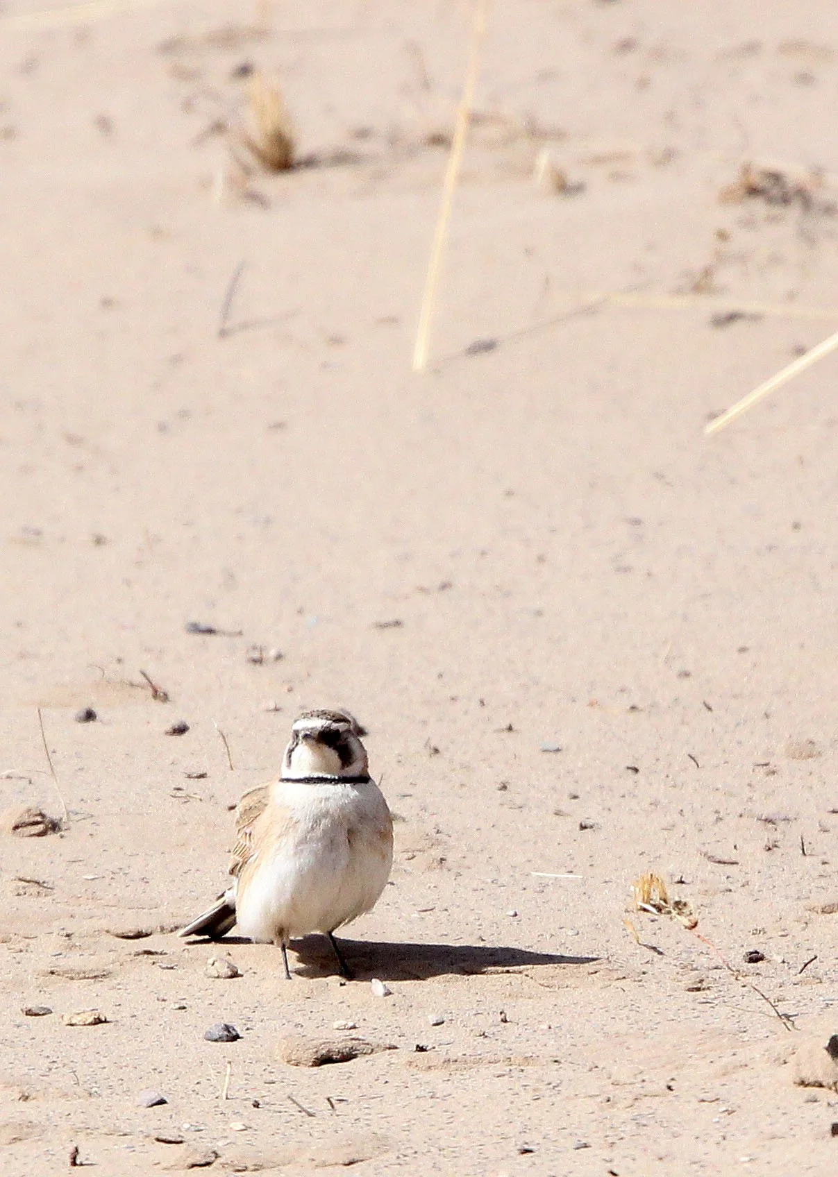 Horned Lark (Eremophila alpestris) Qinghai Lake China (5).JPG
