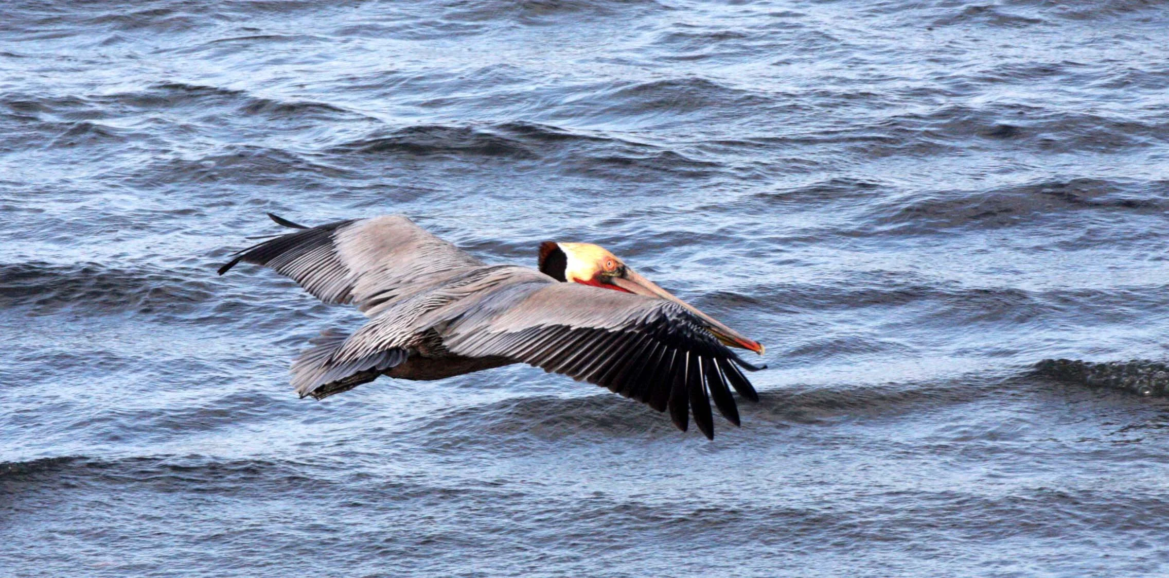 Pelecanus occidentalis - BROWN PELICAN - SAN IGNACIO LAGOON BAJA MEXICO (37).JPG