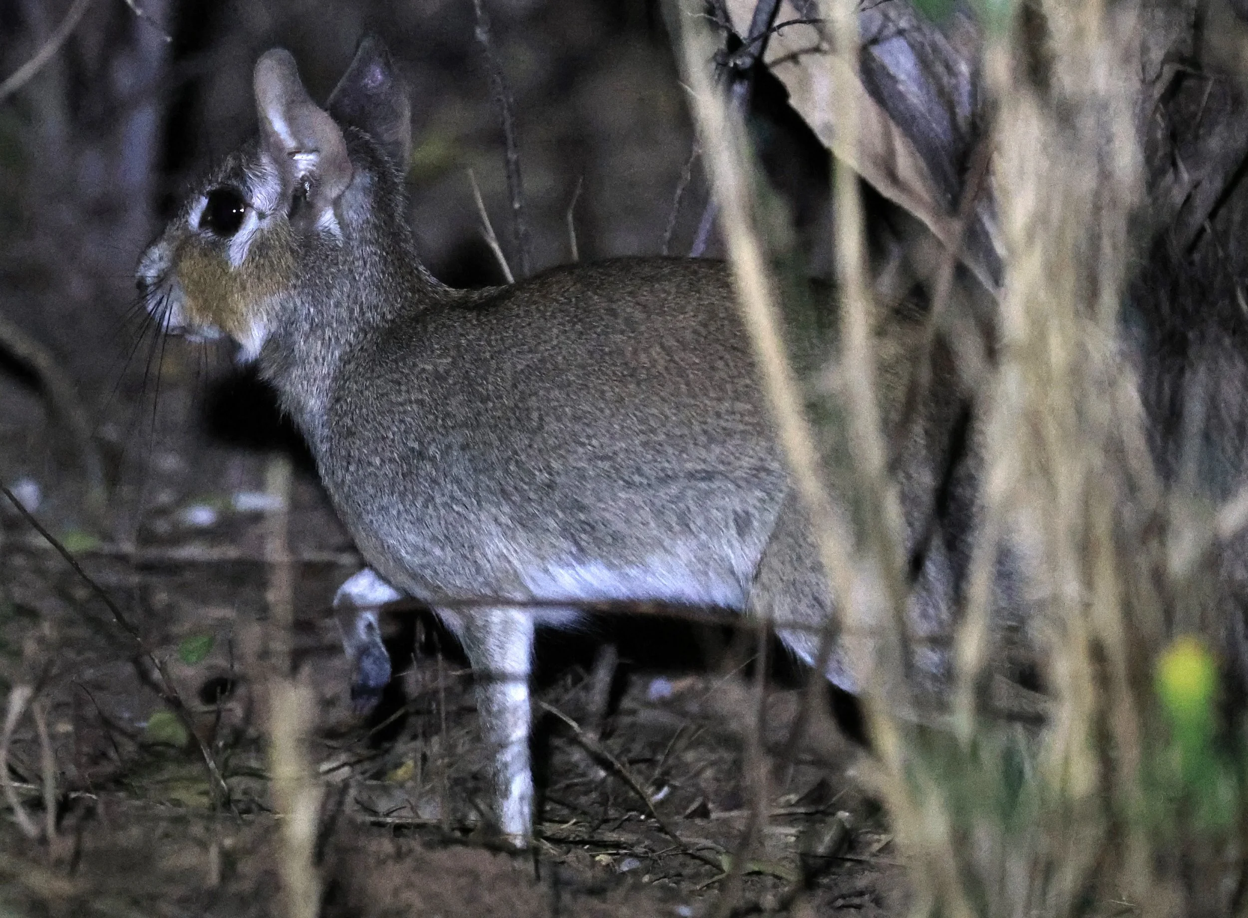 Chacoan Mara (Pediolagus salinicola) Agua Dulce Paraguay (12).jpg