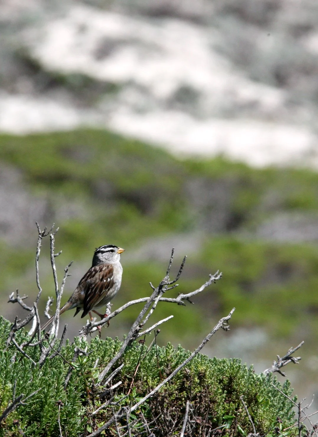 White-crowned Sparrow (Zonotrichia leucophrys) Monterey California (2).JPG