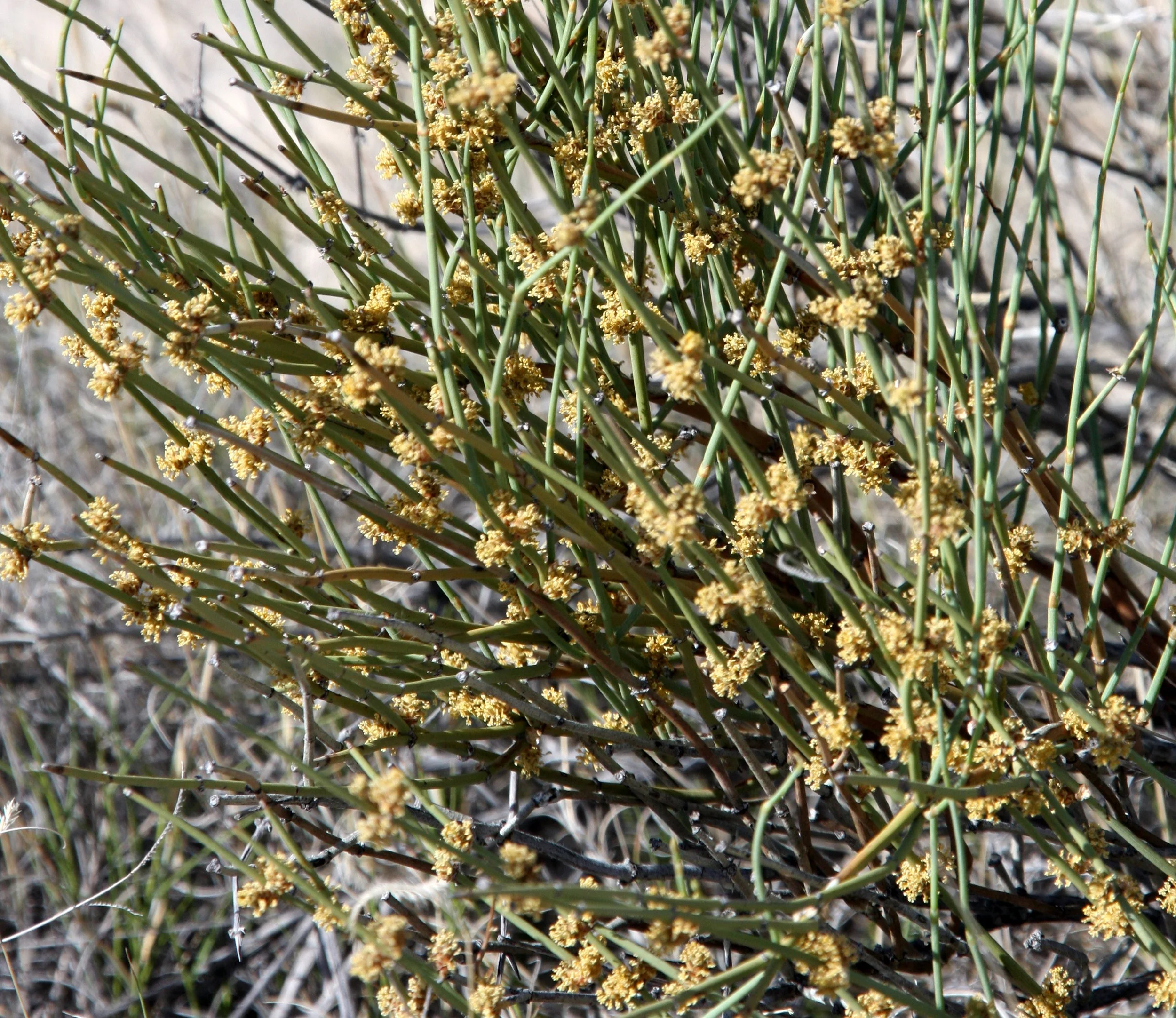 EPHEDRACEAE - EPHEDRA TORREYANA - JOINTFIR EPHEDRA - WHITE SANDS NATIONAL MONUMENT (3).JPG
