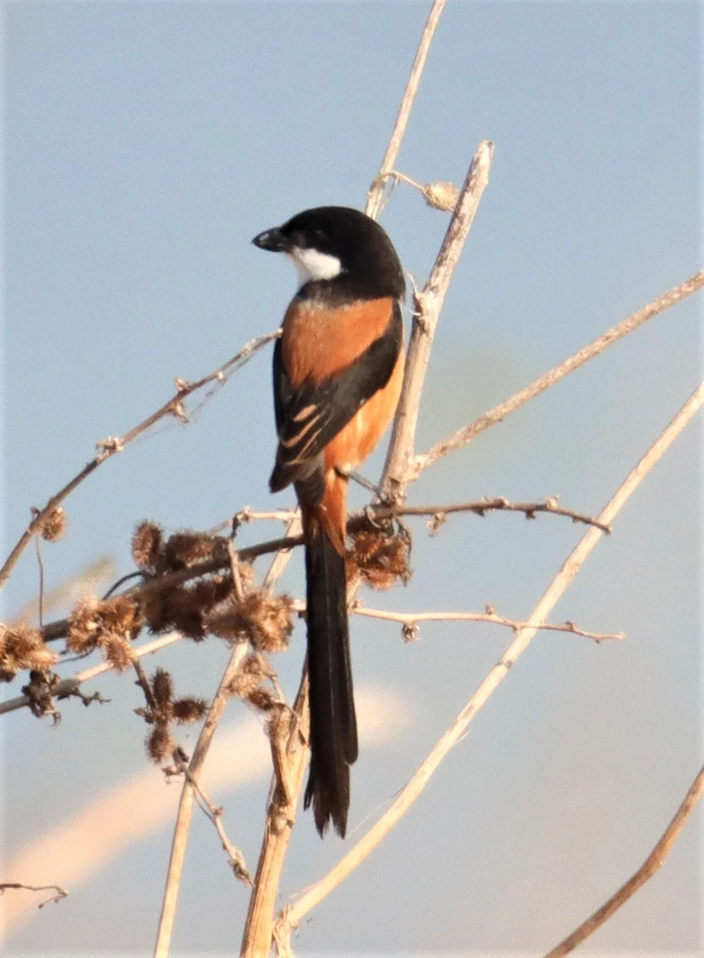 Long-tailed Shrike (Lanius schach) Lumtakong Lake Pak Chong (9).jpg