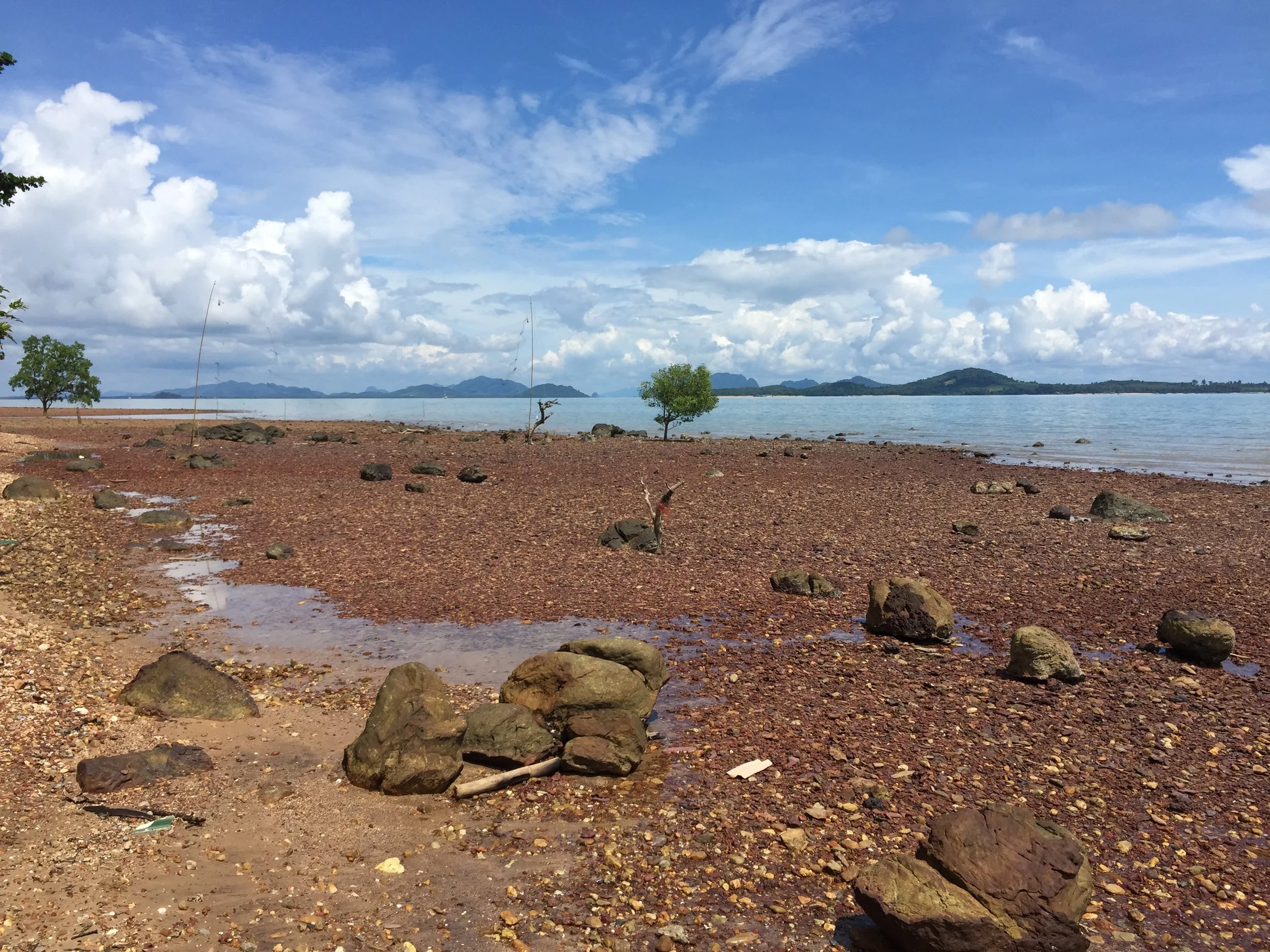 2015 Koh Lanta Garden & Nature (308).JPG