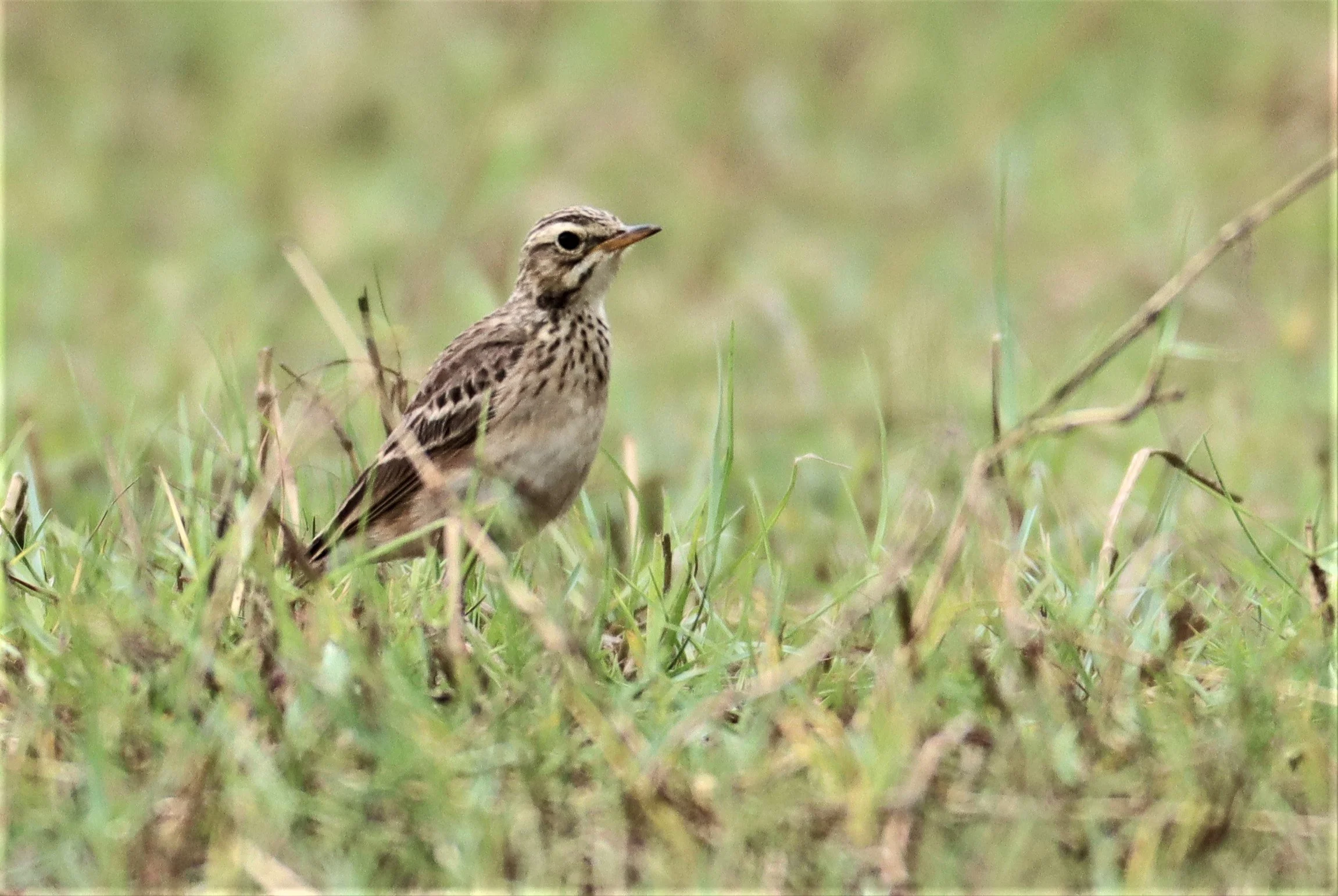 Paddyfield Pipit (Anthus rufulus) KHAO SAM ROI YOD NP (6).jpg