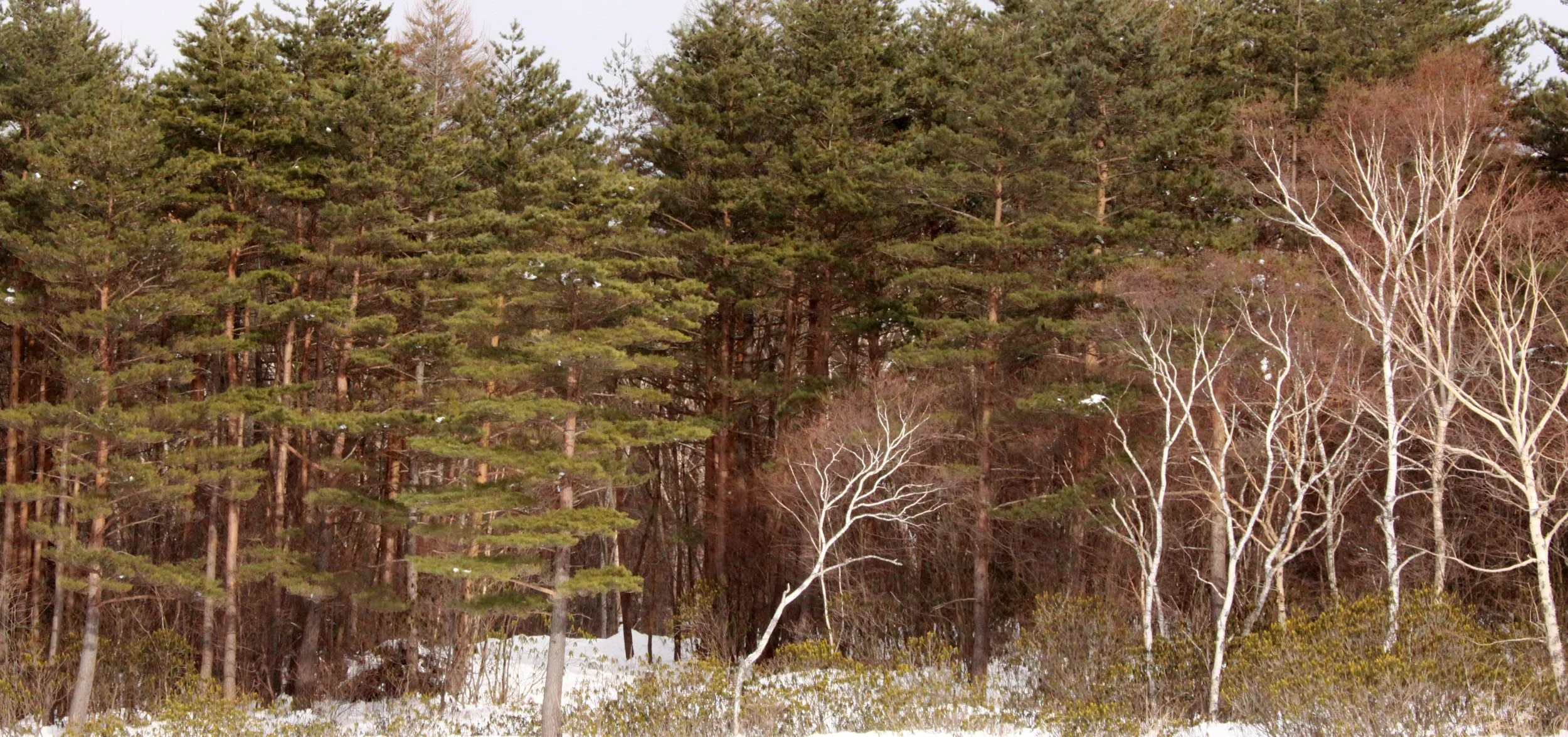 MOUNT ASAMA - JOSHIN'ETSUKOGEN NATIONAL PARK JAPAN (63).JPG