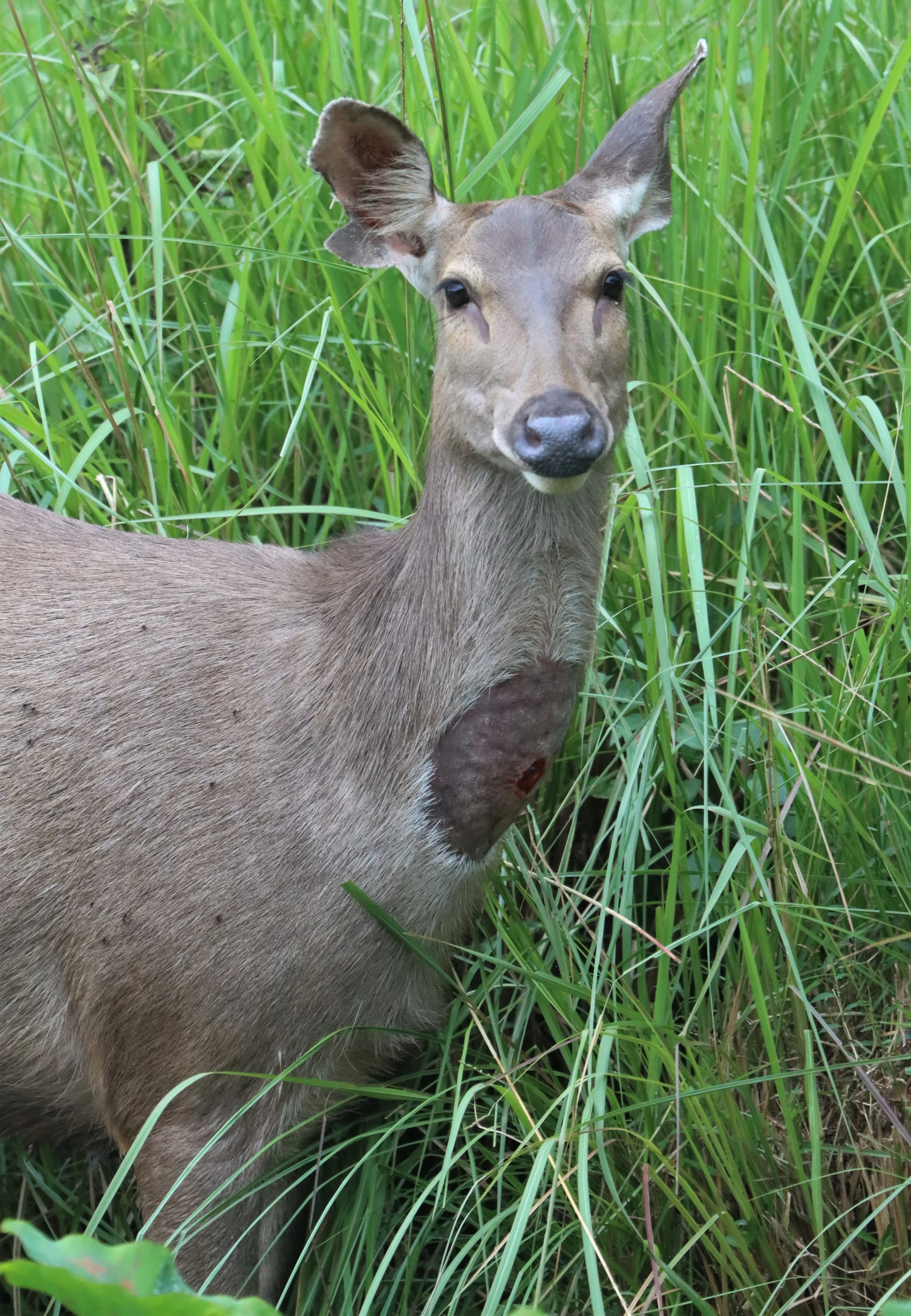 The sambar sore spot is a natural, temporary, and non-pathological phenomenon observed on the neck of Sambar deer (Rusa unicolor). It appears as a 1–3 inch circular, hairless, and bloody-looking patch on the throat, which often secretes a whitish, oi