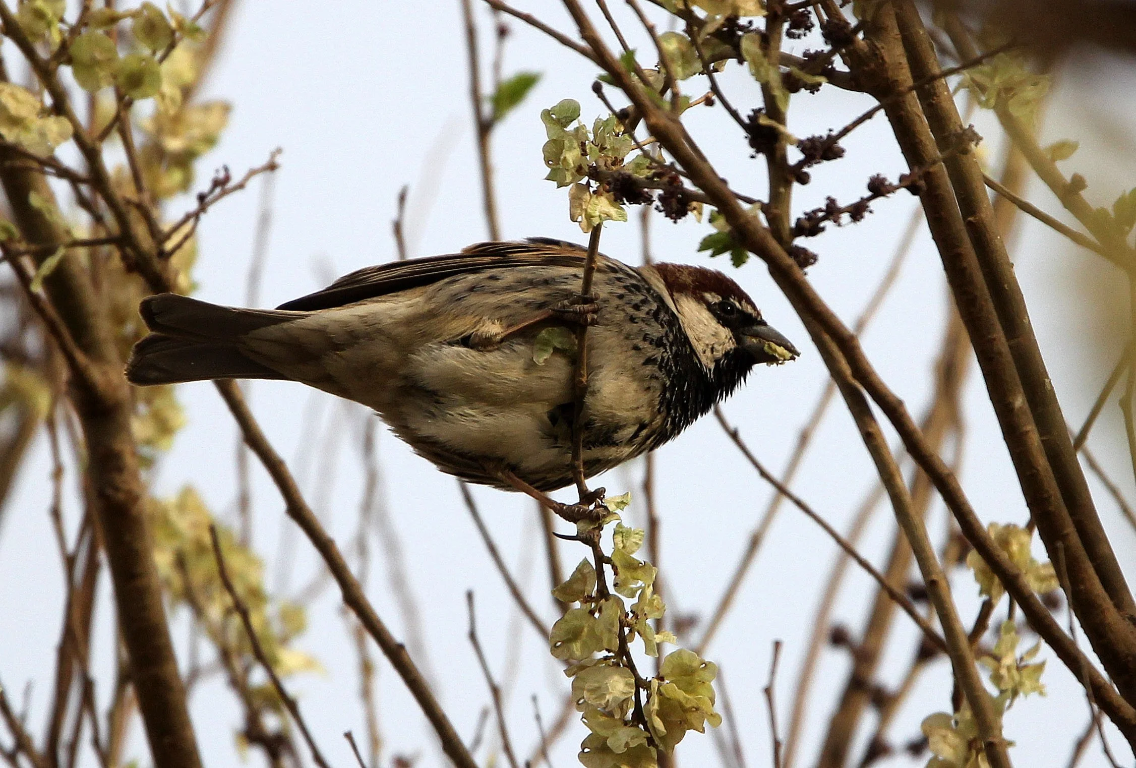 Spanish Sparrow (Passer hispaniolensis) Turpan Xinjiang China (9).JPG