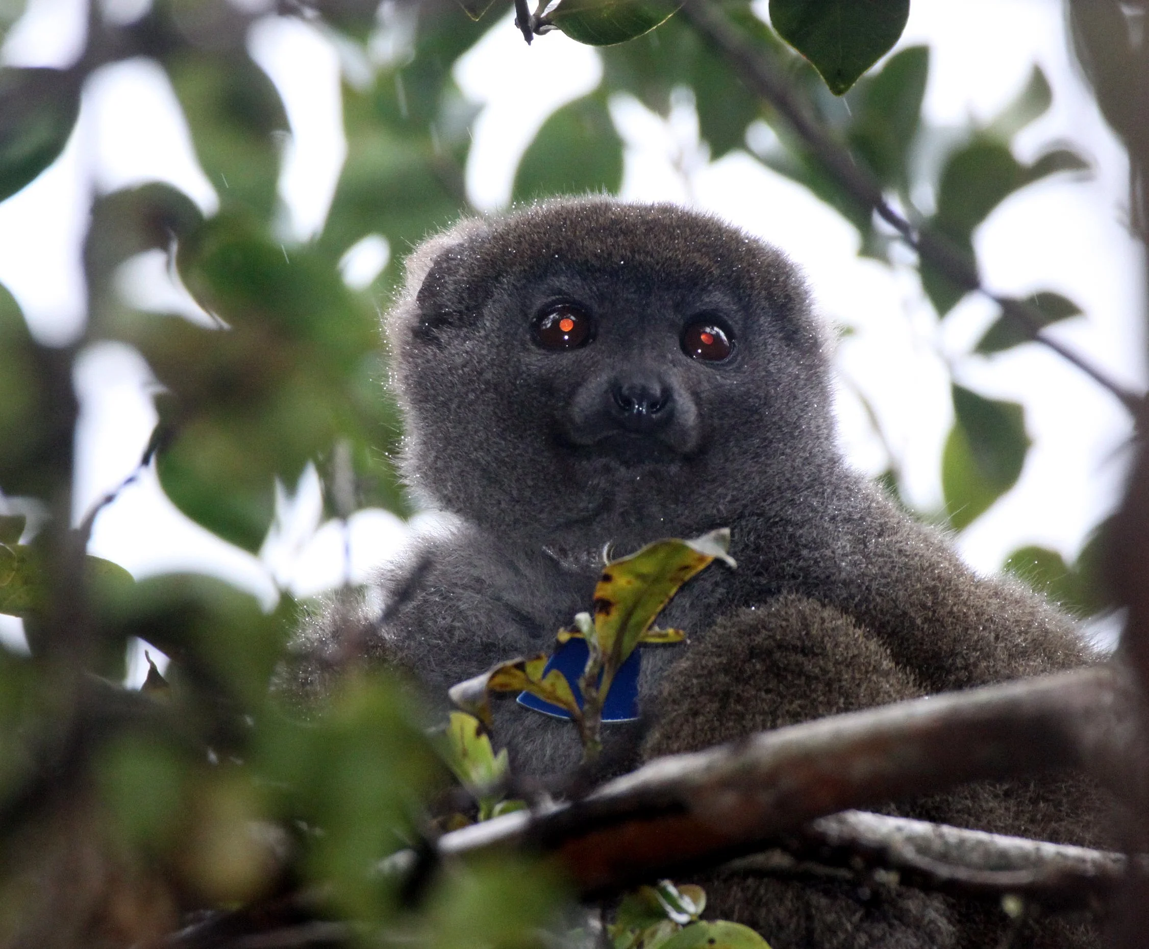 LEMURIDAE - Hapalemur griseus ranomafanensis - EASTERN GREY BAMBOO LEMUR - RANOMAFANA NATIONAL PARK MADGASCAR (30).JPG