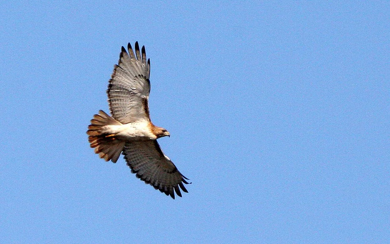 Buteo jamaicensis - RED-TAILED HAWK - WEST CHICAGO PRESERVE ILLINOIS (4).JPG