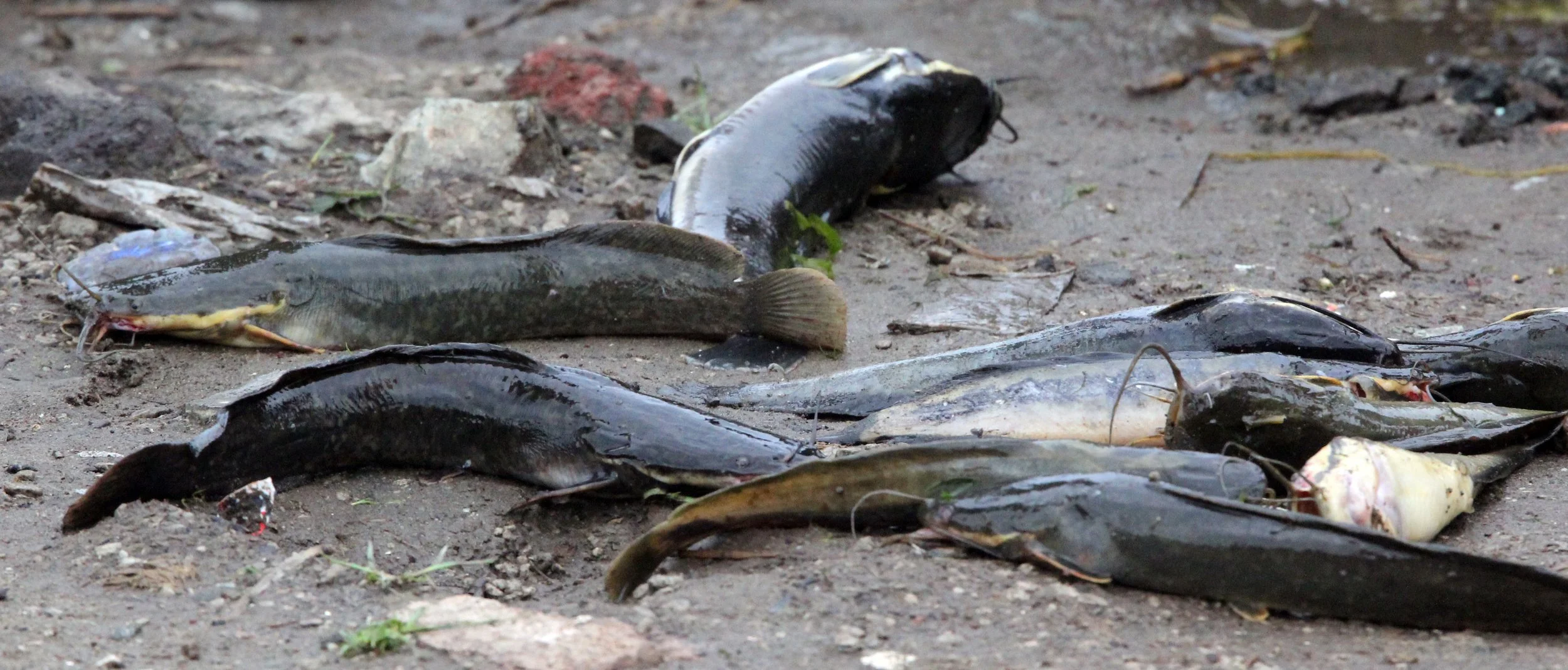 LAKE AWASSA ETHIOPIA (85).JPG