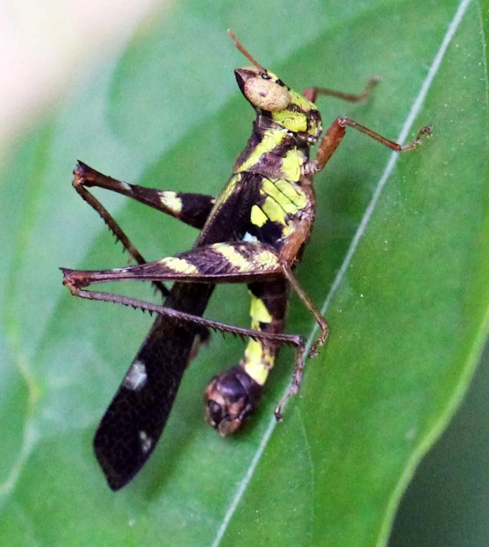 Erianthus serratus - Koh Lanta, Thailand 
