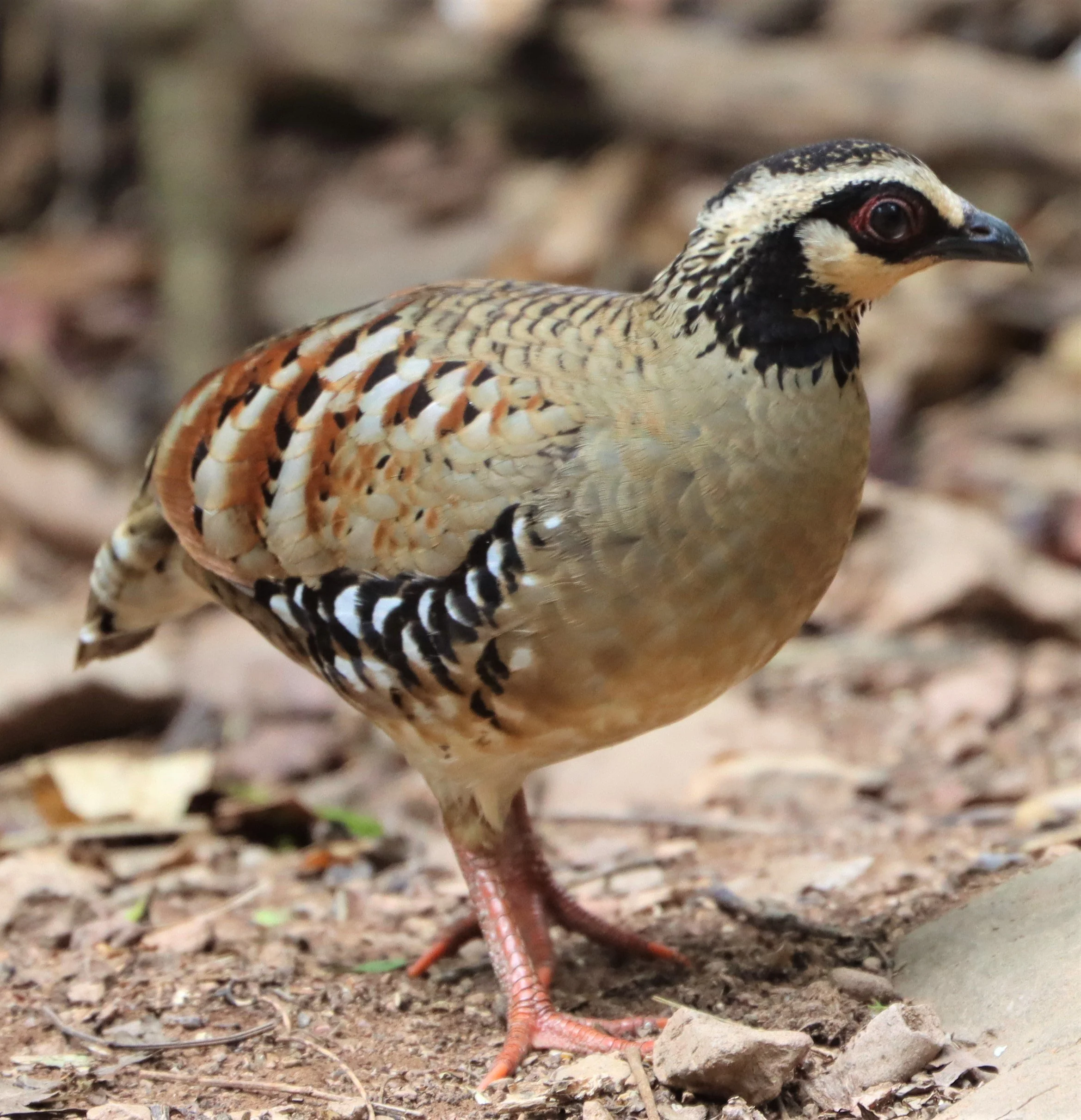 Bar-backed Partridge (Arborophila brunneopectus)