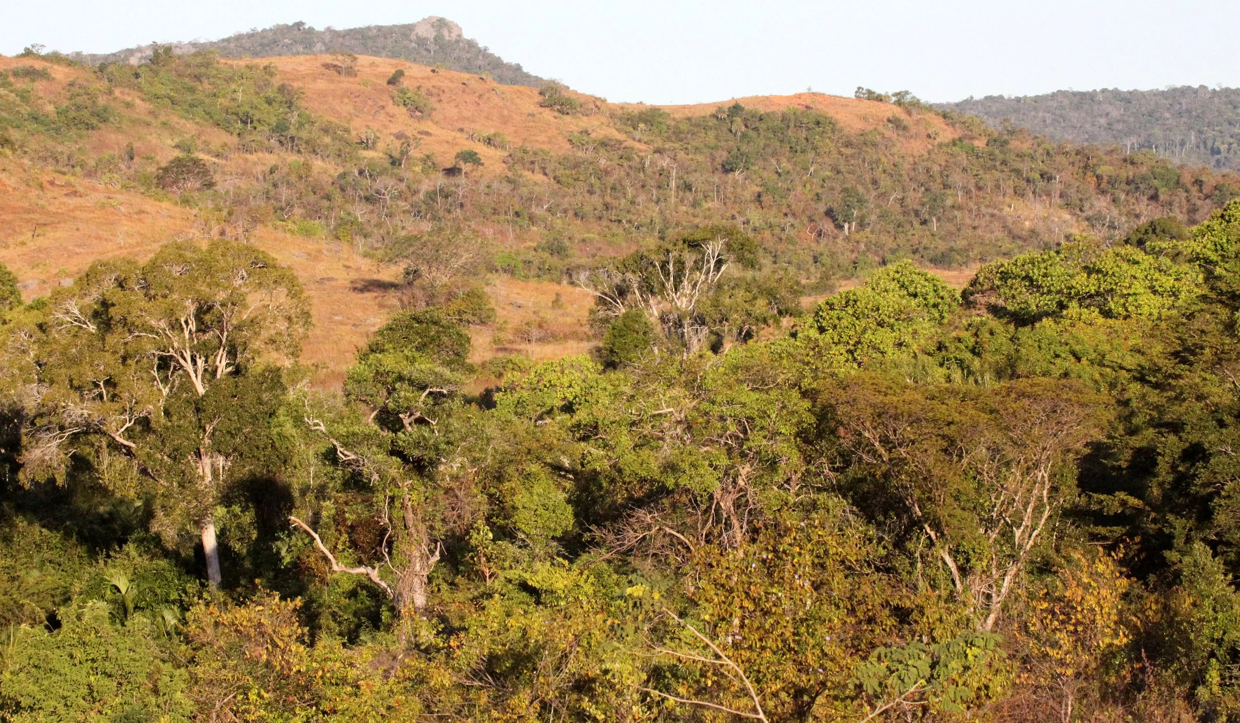 ANKARANA NATIONAL PARK MADAGASCAR - FOREST GALLERY.JPG