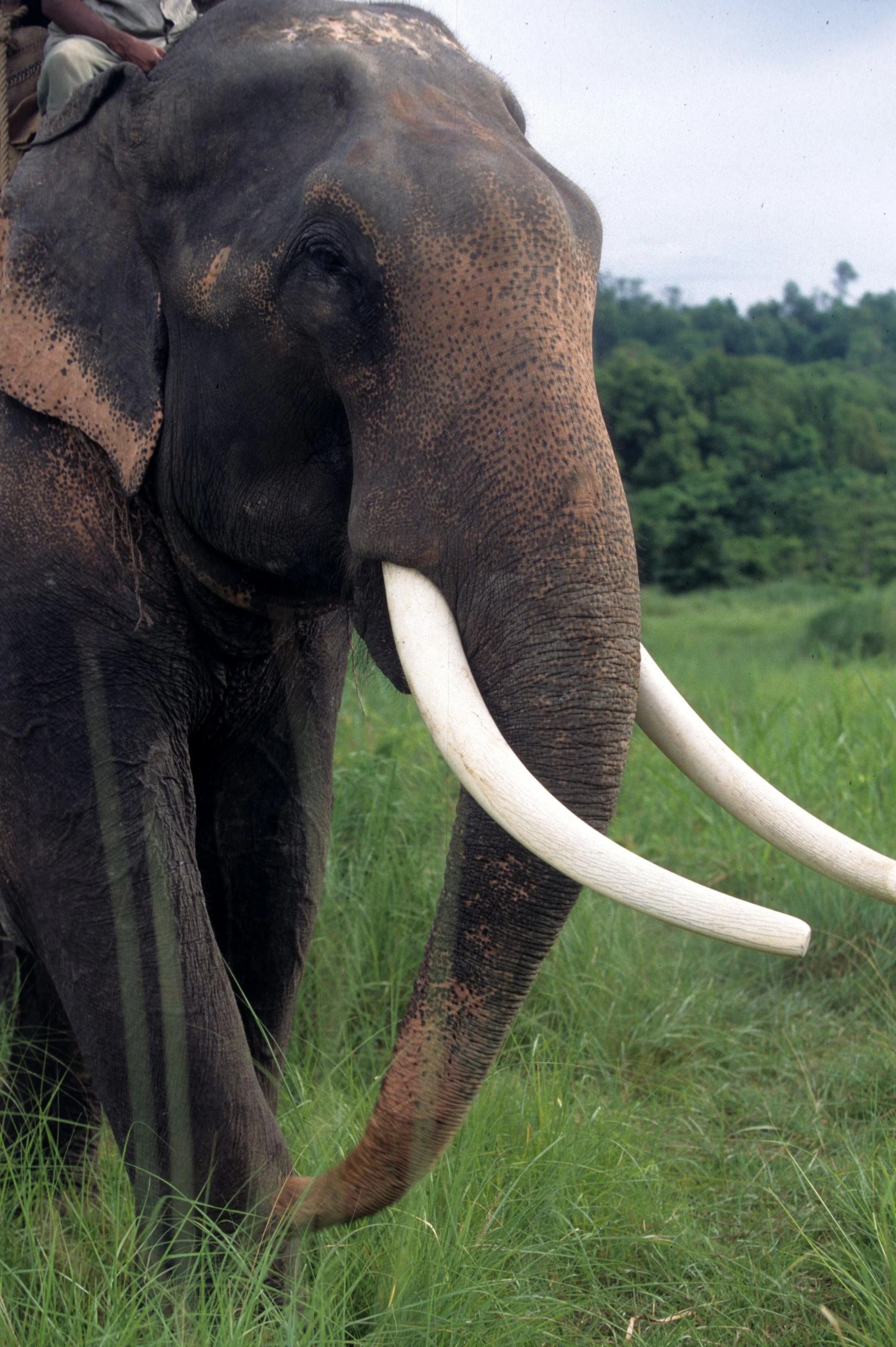 ELEHPANT - ASIAN ELEPHANT - CHITWAN NEPAL B.jpg