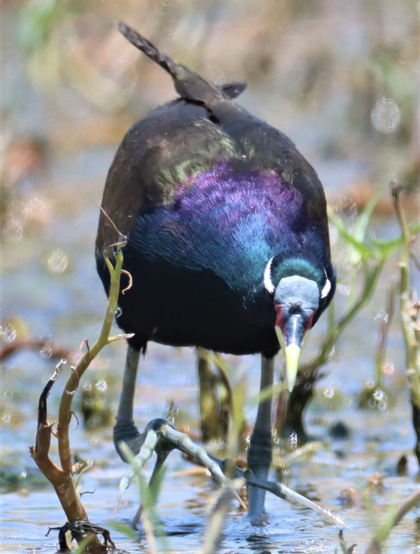 JACANA - BRONZE-WINGED JACANA - Metopidius indicus - BANG KHAEM WETLANDS NAKHON PATHOM (15).jpg