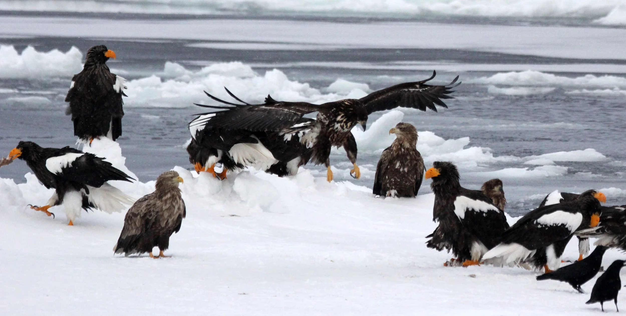 BIRD - EAGLE - STELLER'S SEA EAGLE - RAUSU, SHIRETOKO PENINSULA & NATIONAL PARK - HOKKAIDO JAPAN (111).JPG