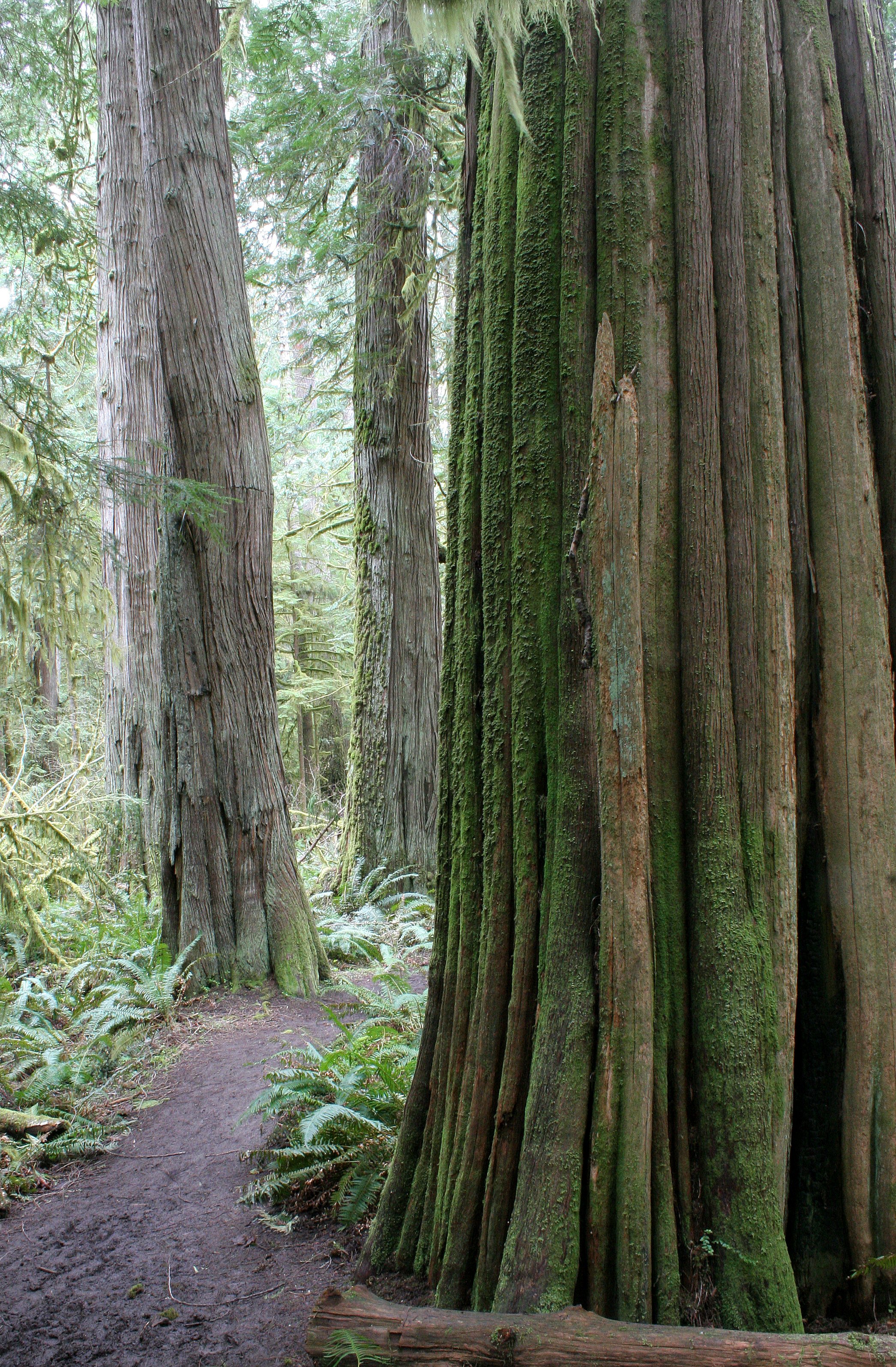 BARNES CREEK AND SURROUNDING FOREST (5).JPG