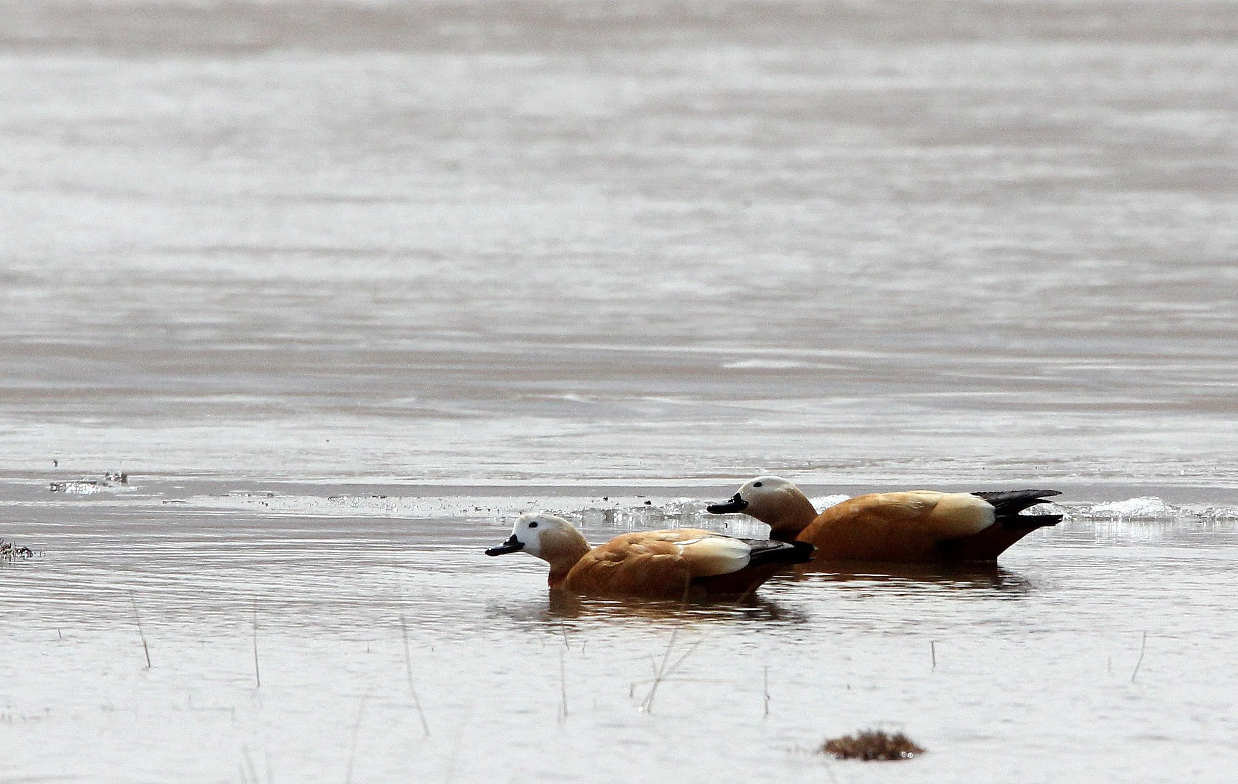 SHELDUCK - RUDDY SHELDUCK  - Tadorna ferruginea - QINGHAI LAKE CHINA (16).JPG