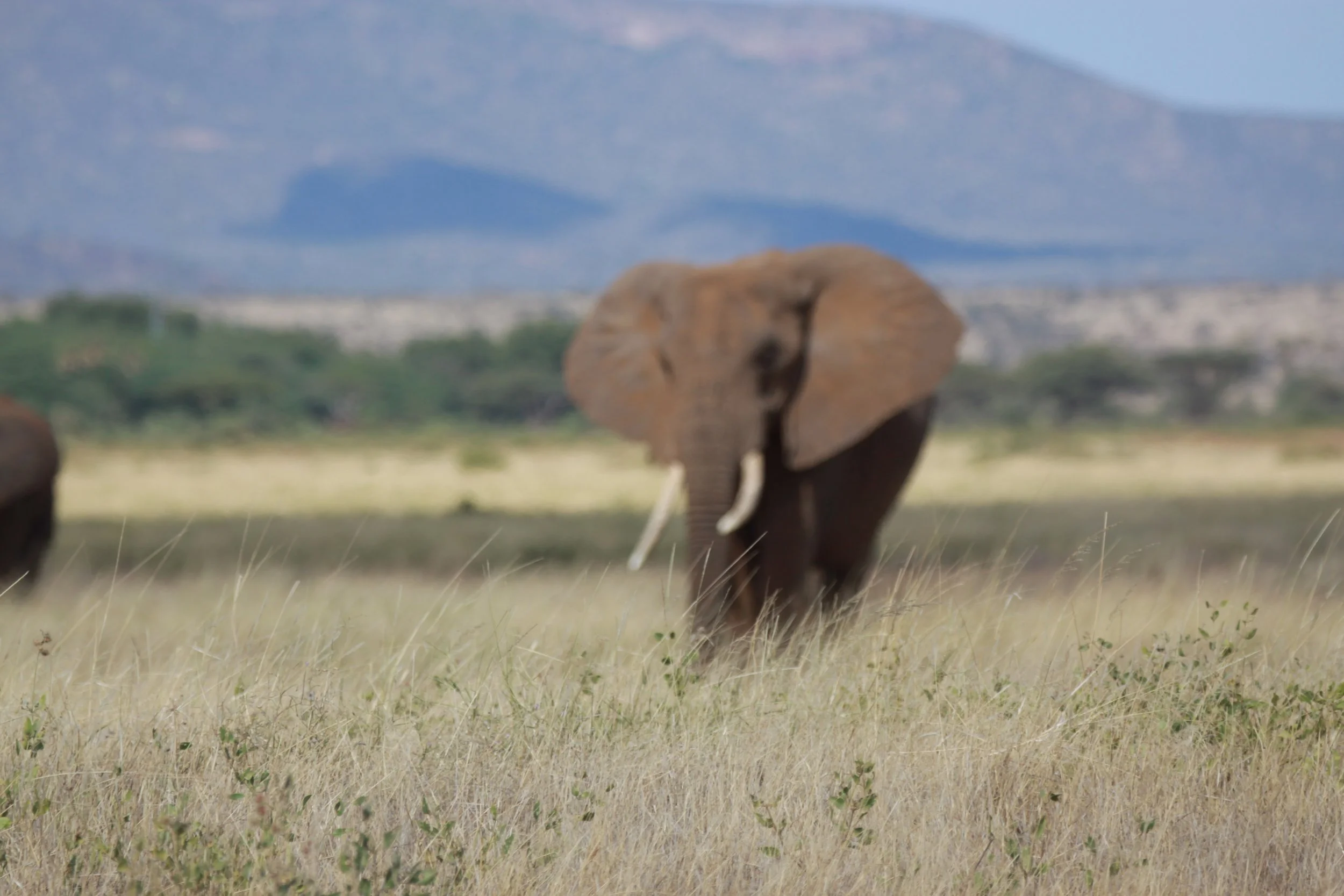 ELEPHANT - SAMBURU NATIONAL RESERVE KENYA (7).JPG