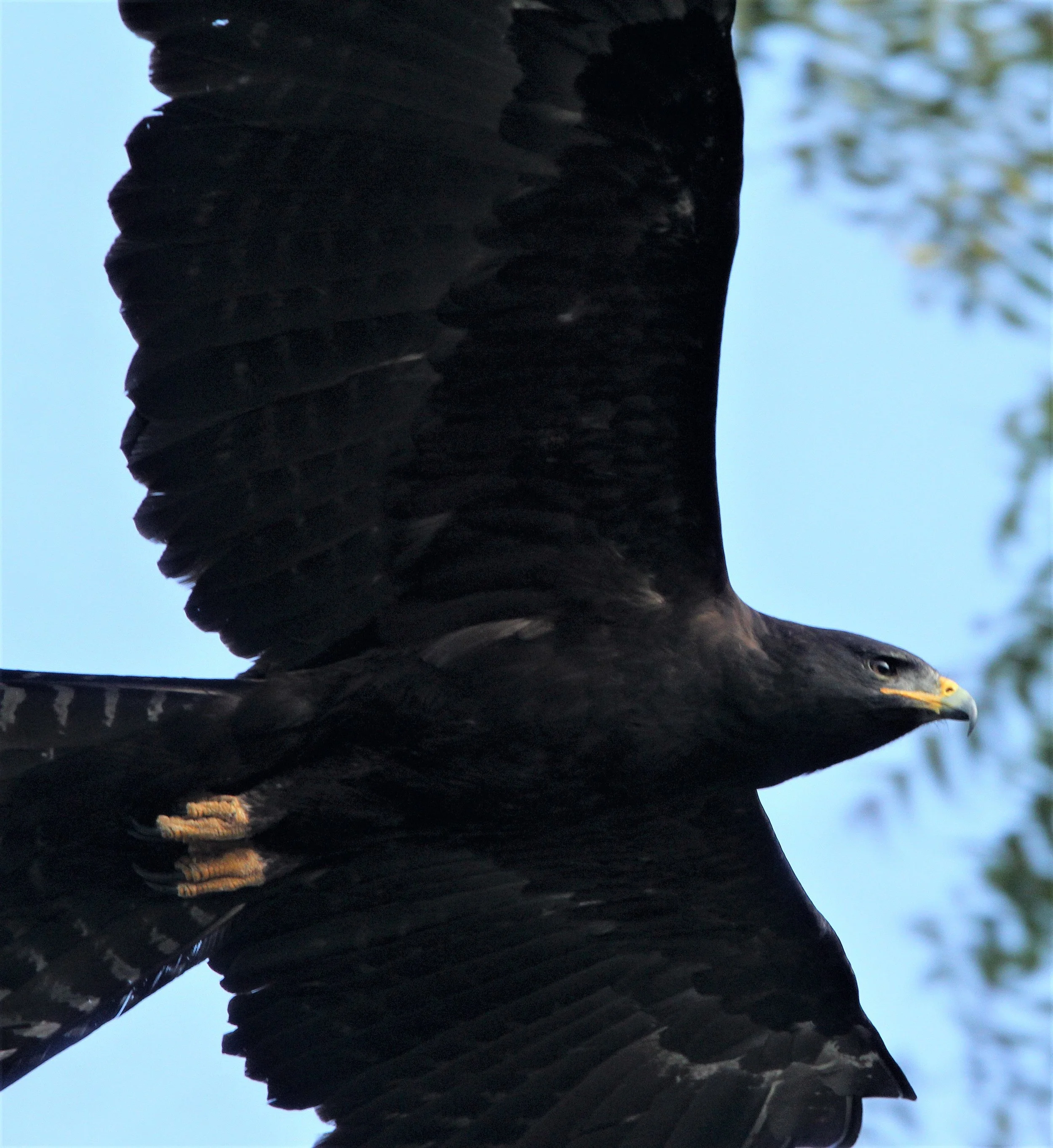 Ictinaetus malaiensis - BLACK EAGLE - VALPARAI KERALA INDIA aa.jpg