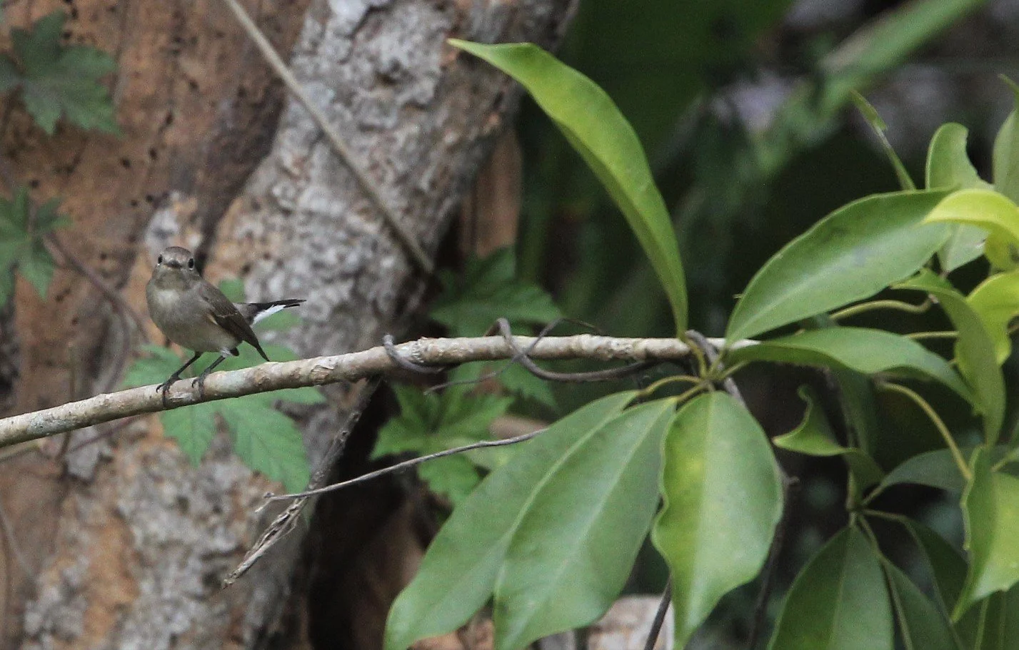 BIRD - FLYCATCHER - ASIAN BROWN- KAENG KRACHAN NP B.jpg