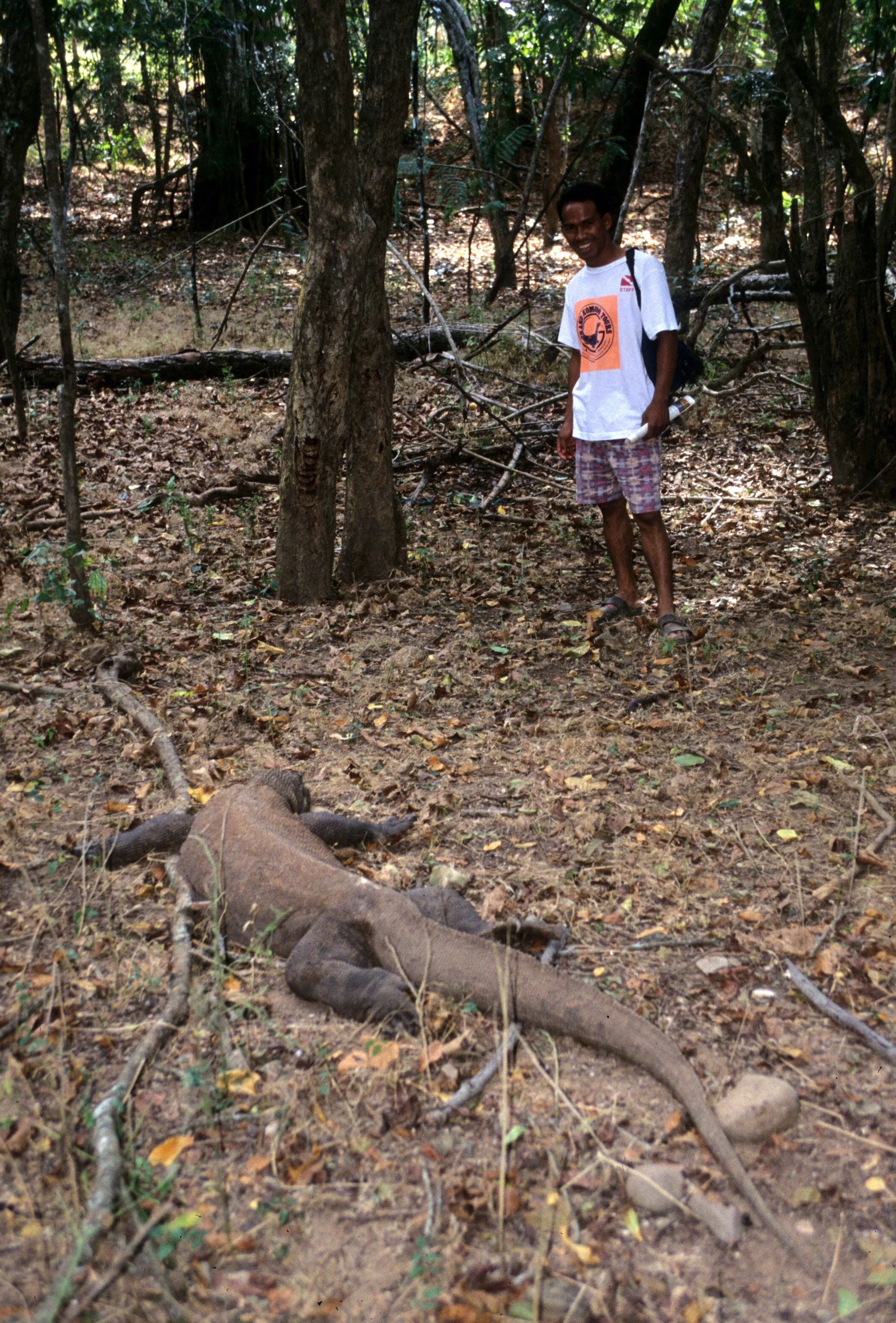 REPTILE - MONITOR LIZARD - KOMODO DRAGON - KOMODO ISLAND F.jpg