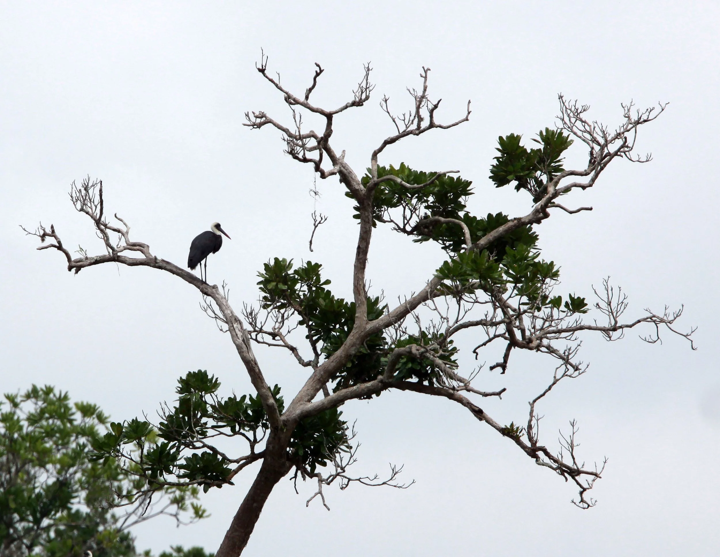 STORK - AFRICAN WOOLLY-NECKED STORK - Ciconia microscelis - DZANGHA NDOKI NATIONAL PARK - CENTRAL AFRICAN REPUBLIC (3).JPG