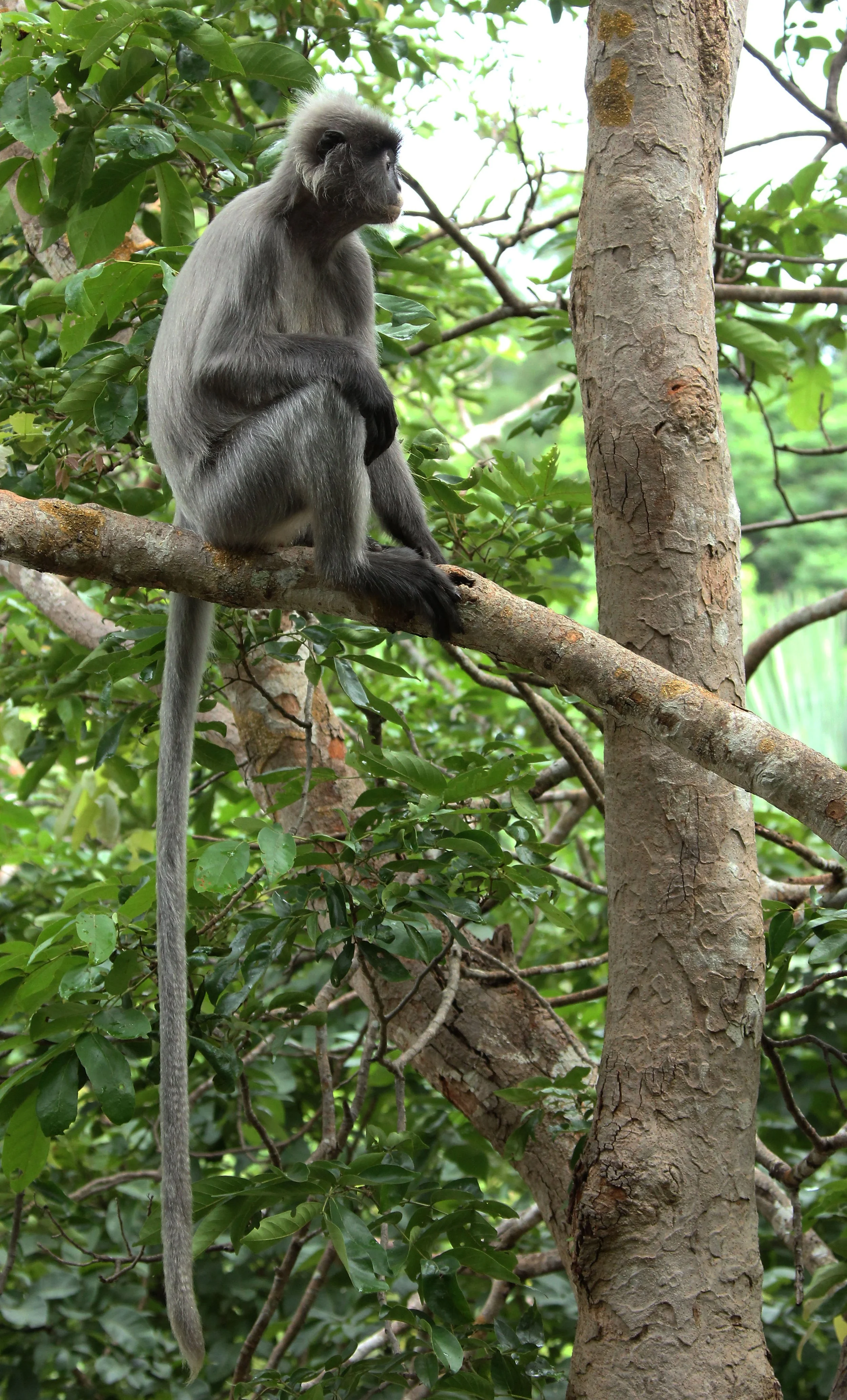 CERCOPITHECIDAE - Trachypithecus crepusculus - INDOCHINESE GRAY LANGUR - PHI THA KHON TEMPLE LOEI (116).JPG