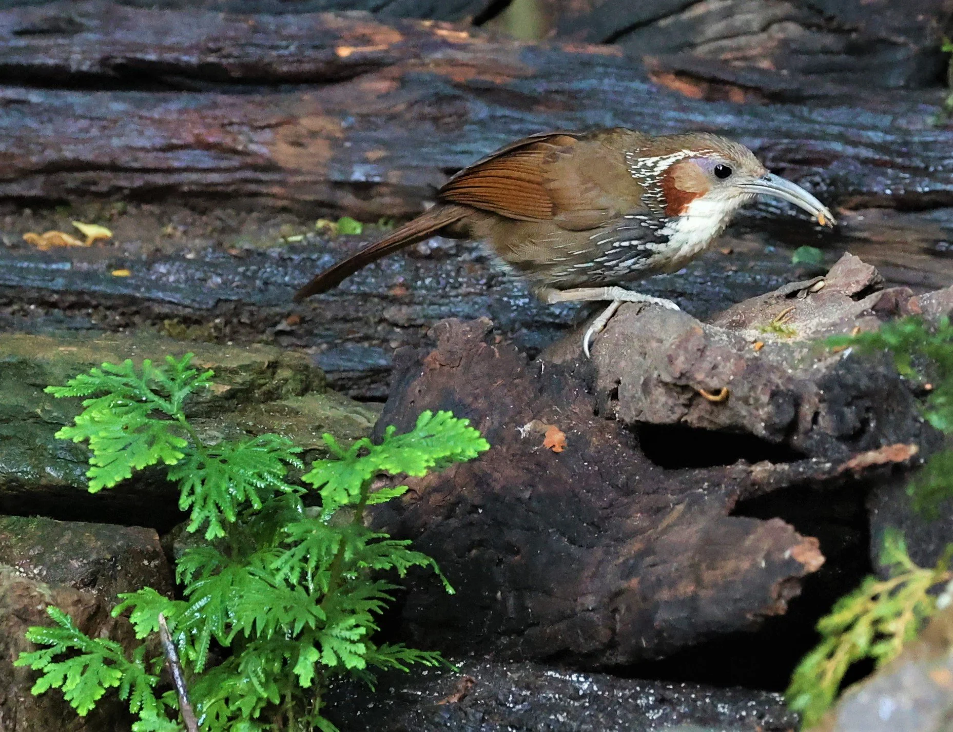 SCIMITAR BABBLER - Erythrogenys hypoleucos - LARGE SCIMITAR BABBLER - PETCHABURI PROVINCE - NUY HIDE NEAR KAENG KRACHAN JAN 2022 (10).jpg