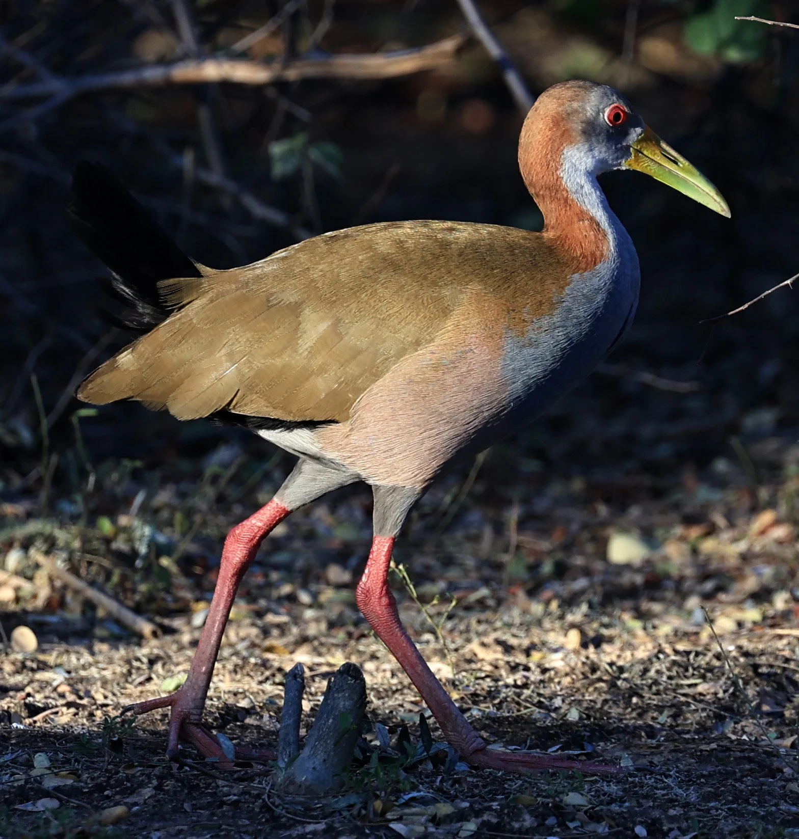 Gray-cowled Wood-Rail (Aramides cajaneus) Reserva Natural Canada el Carmen, Paraguay  (17).jpg