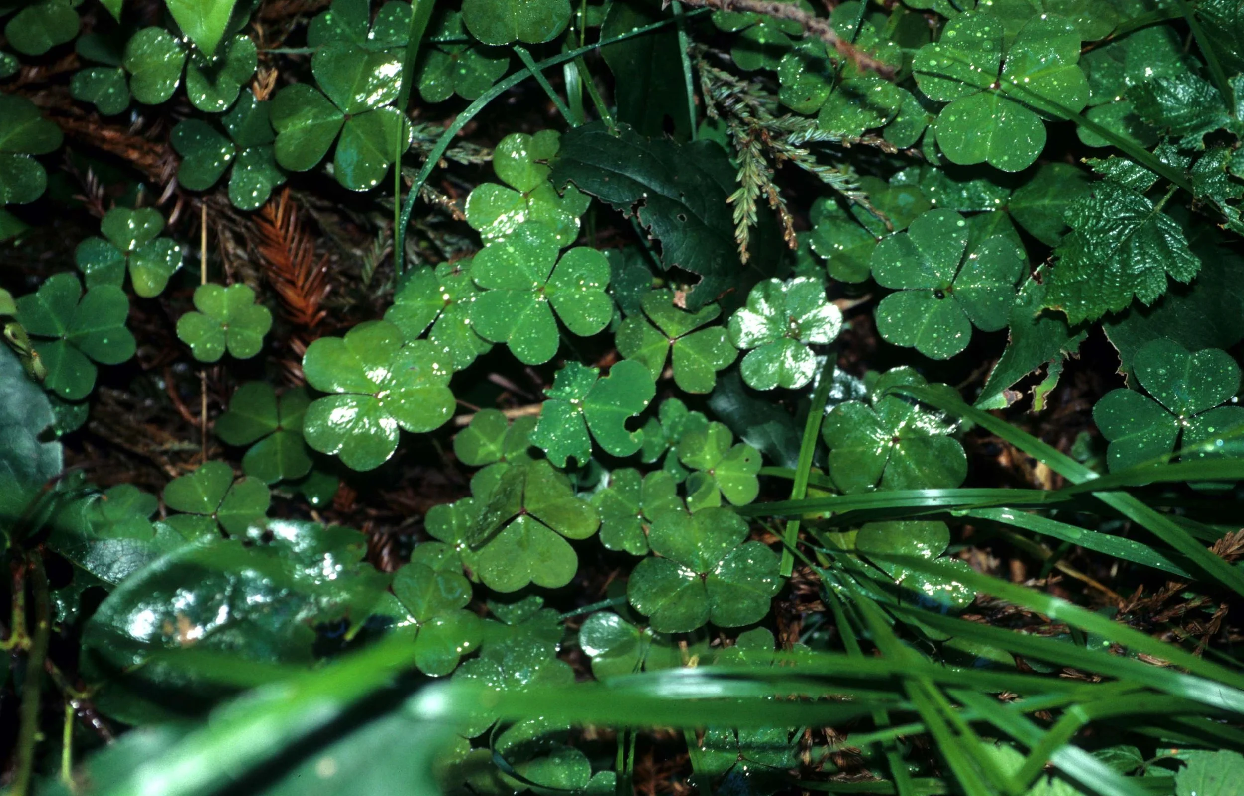 CALIFORNIA - REDWOODS NP - OXALIS SPECIES (2).jpg