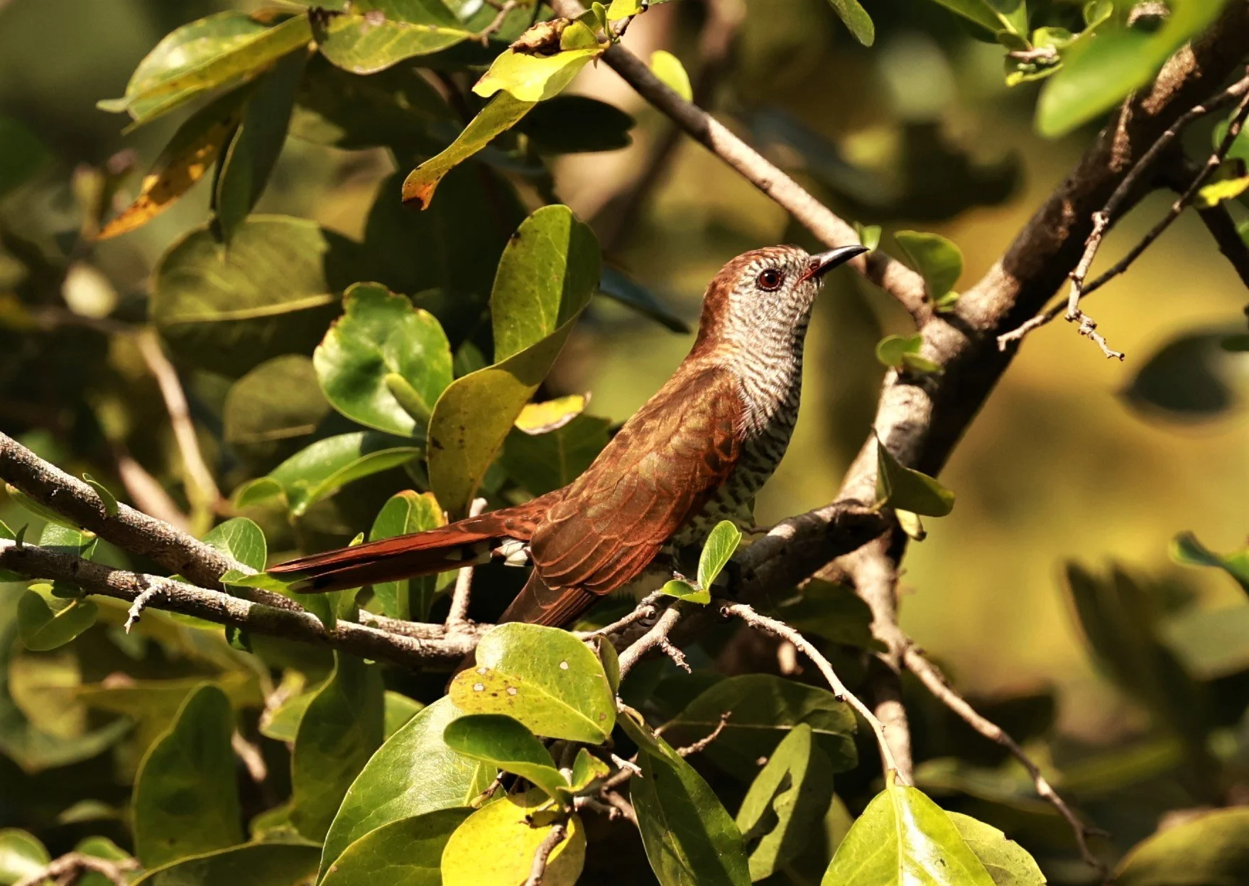 Violet Cuckoo (Chrysococcyx xanthorhynchus) Rama IX Park Bangkok (46).jpg