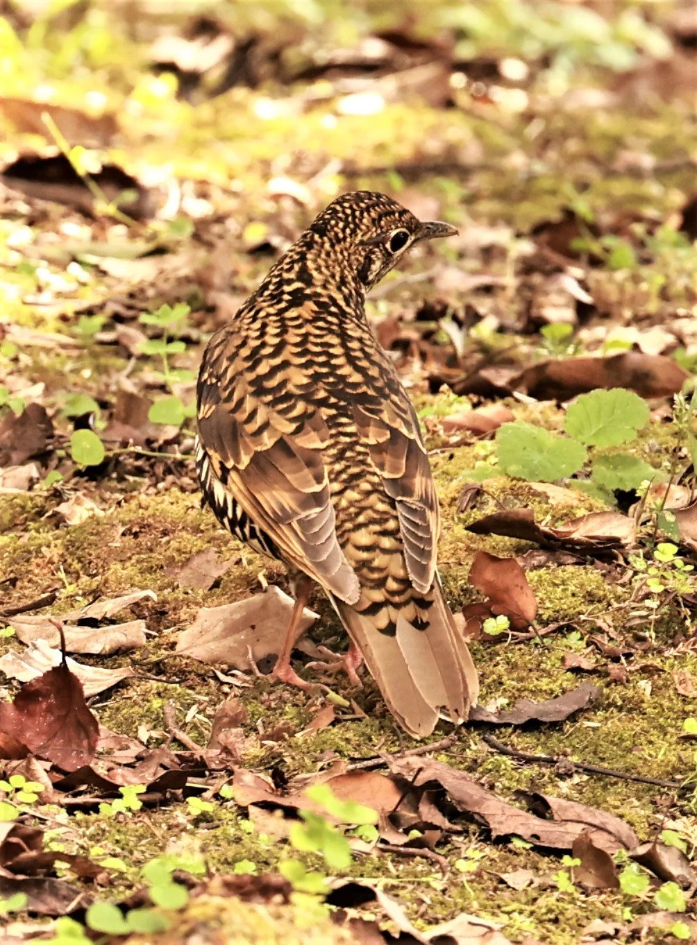 Scaly Thrush (Zoothera dauma) Doi Ang Kang Chiang Mai (18).jpg