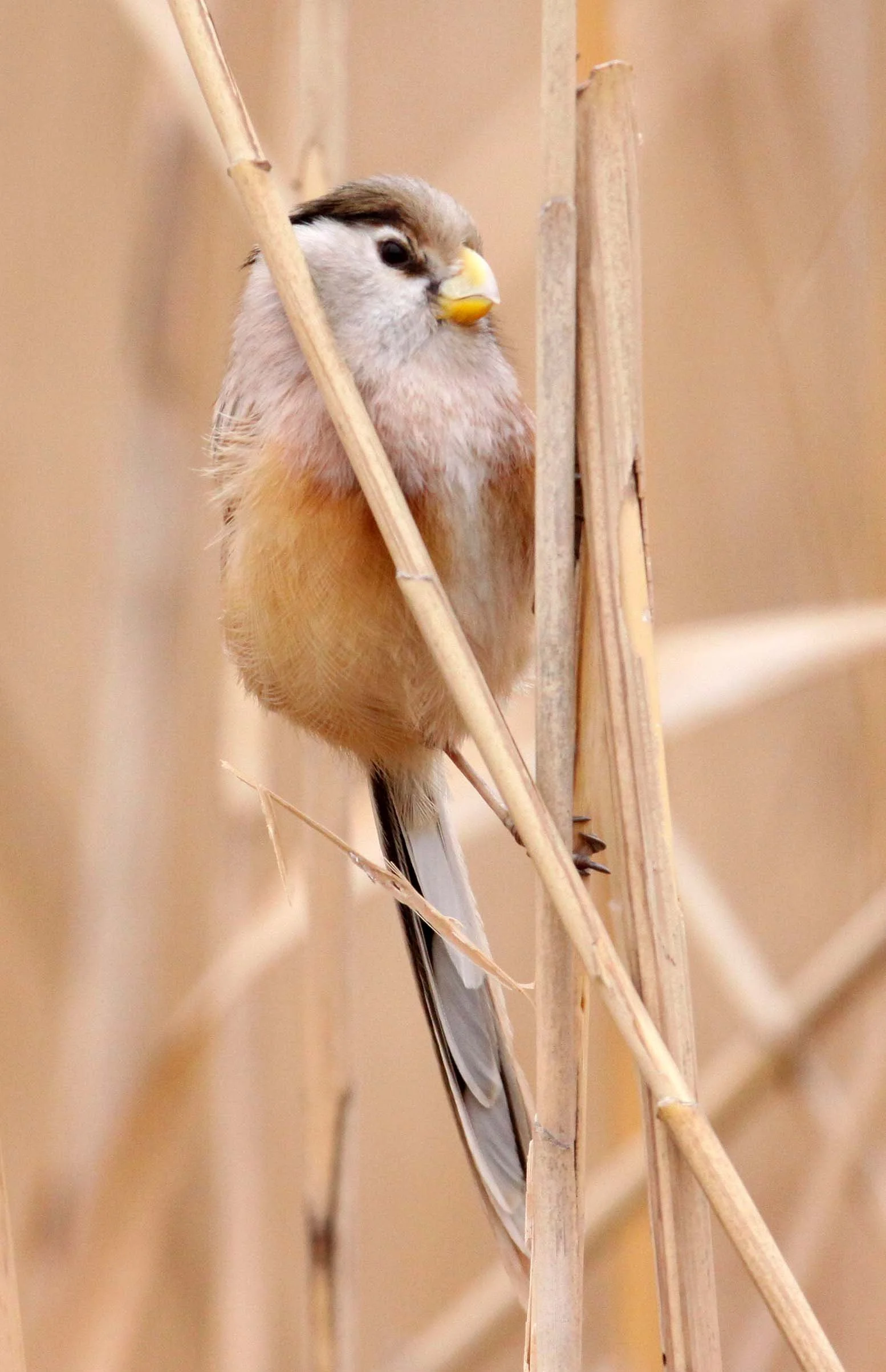BIRD - PARROTBILL - REED PARROTBILL - YANCHENG CHINA (38).JPG