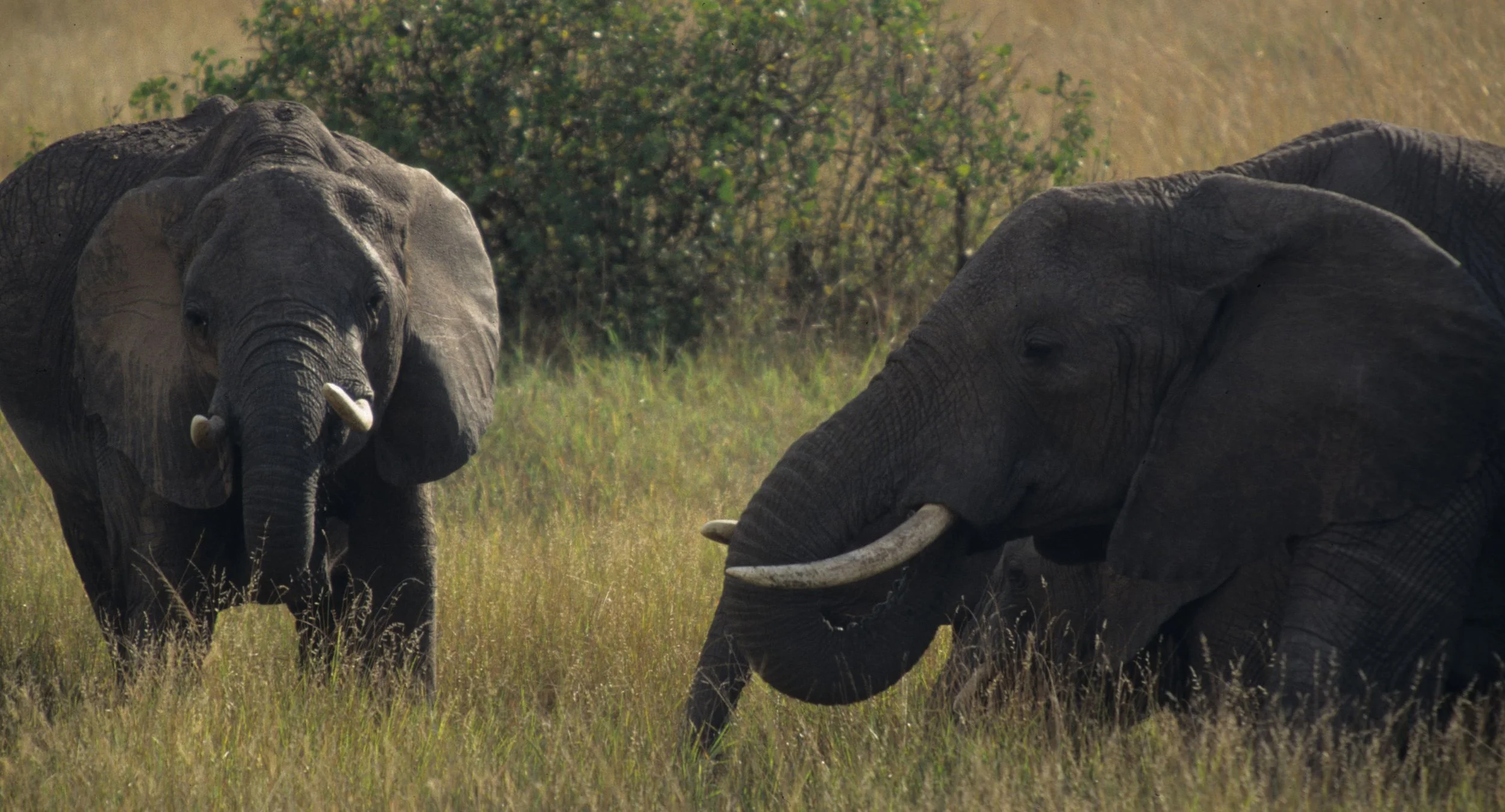 ELEPHANT - SERENGETI 34.jpg