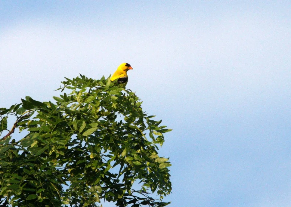 American Goldfinch (Spinus tristis) McKee Marsh, Illinois (10).JPG