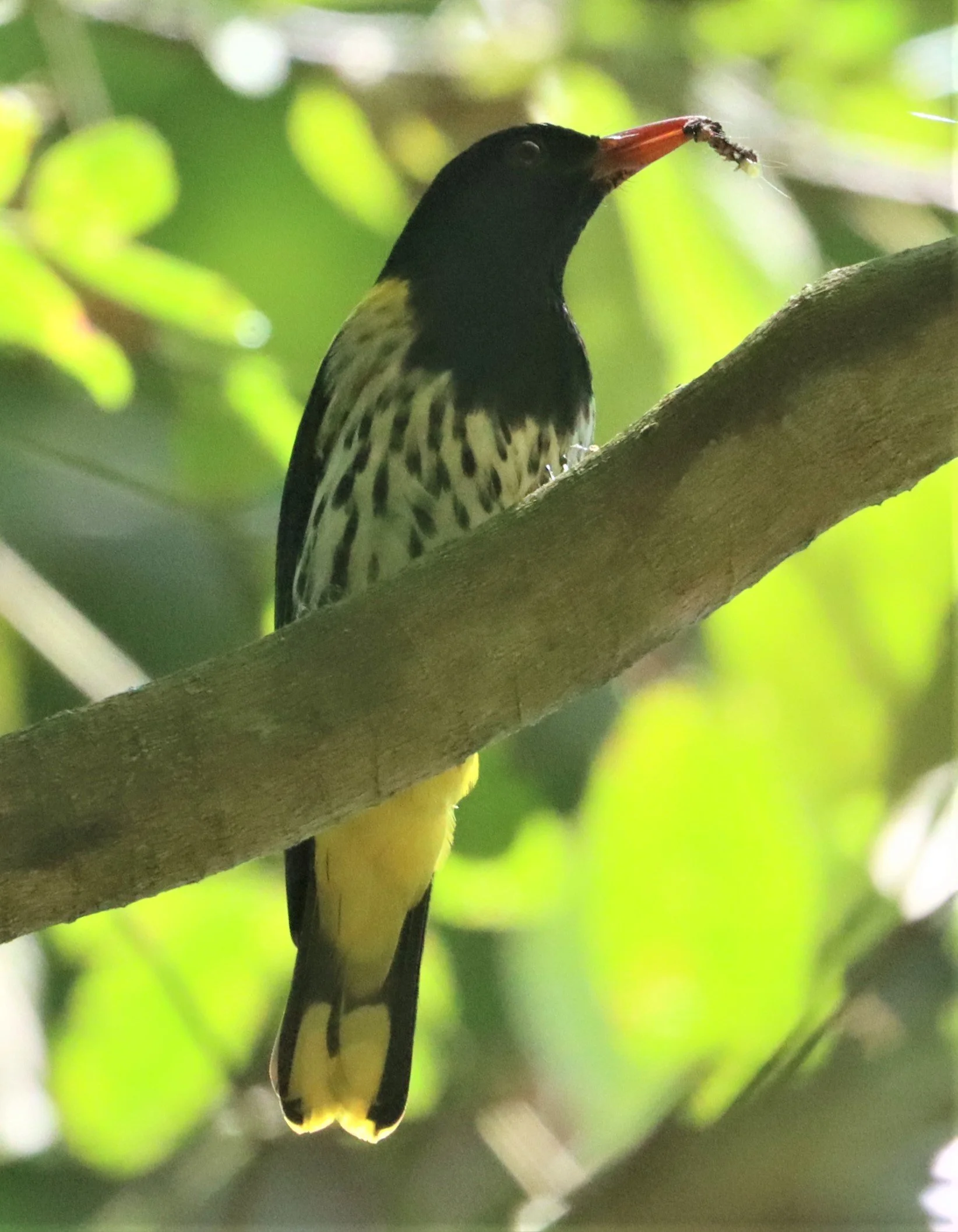 Dark-throated Oriole (Oriolus xanthonotus) Krung Chin Khao Luang NP Thailand (22).jpg